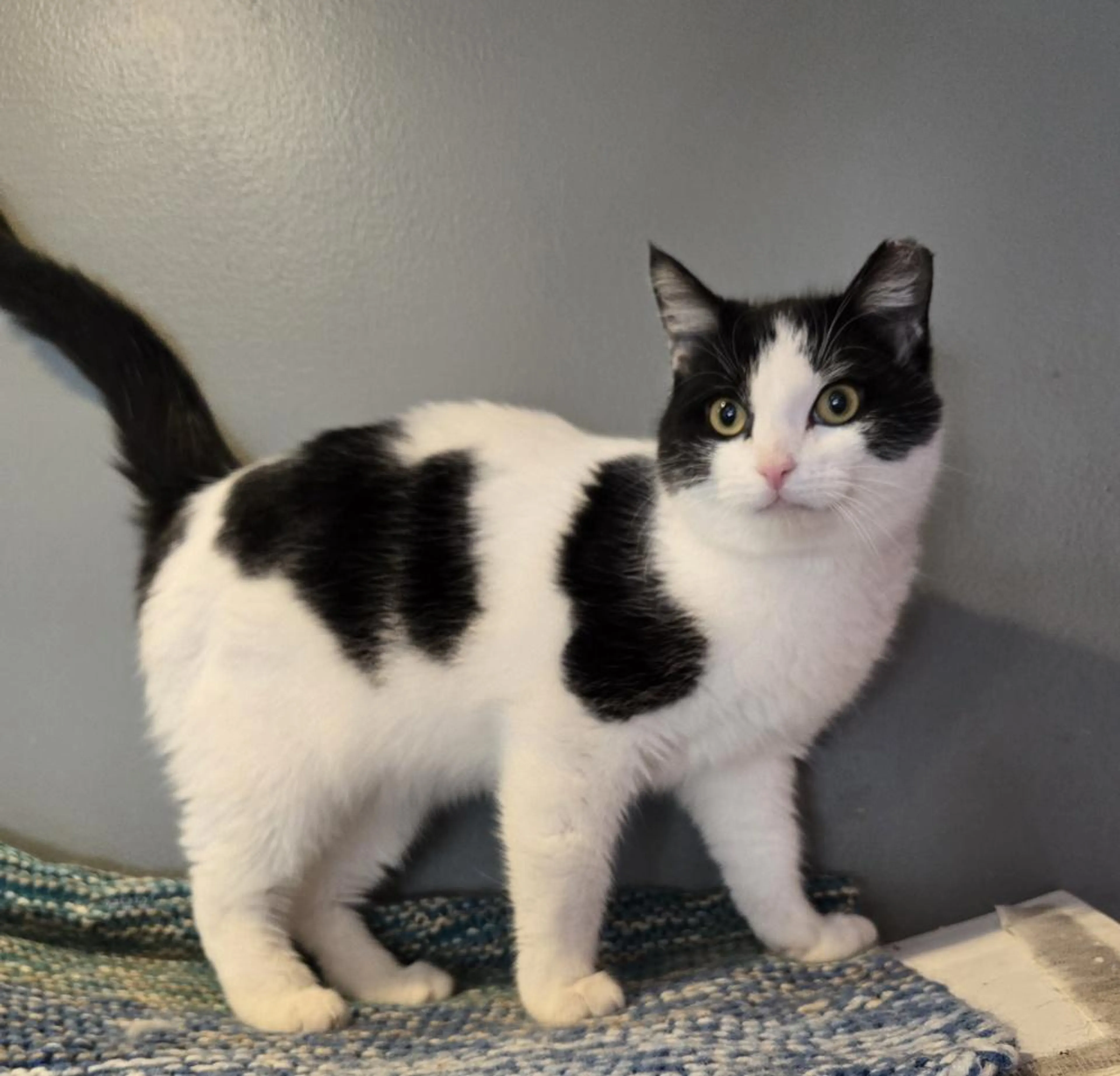 Found pet-3