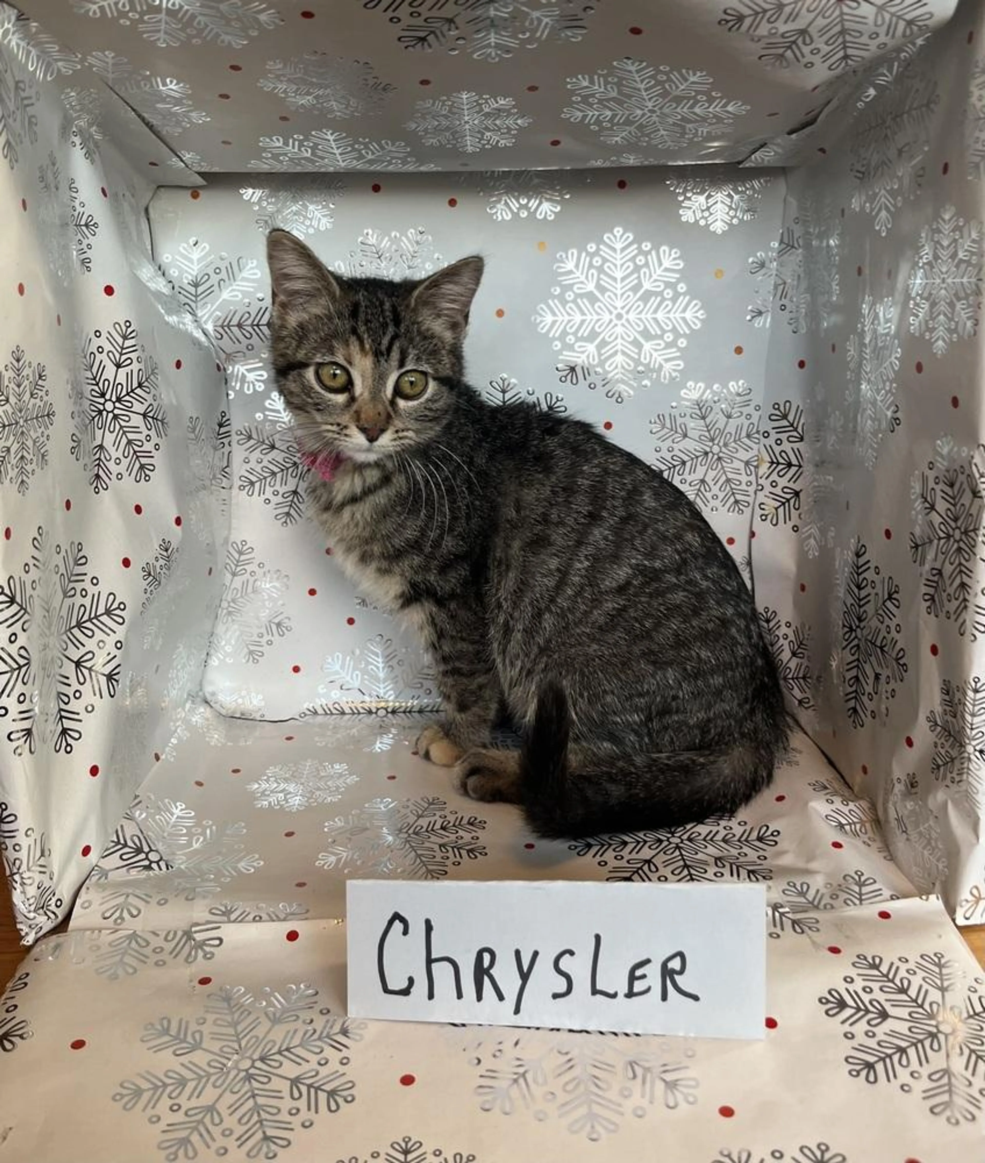 Found pet-2