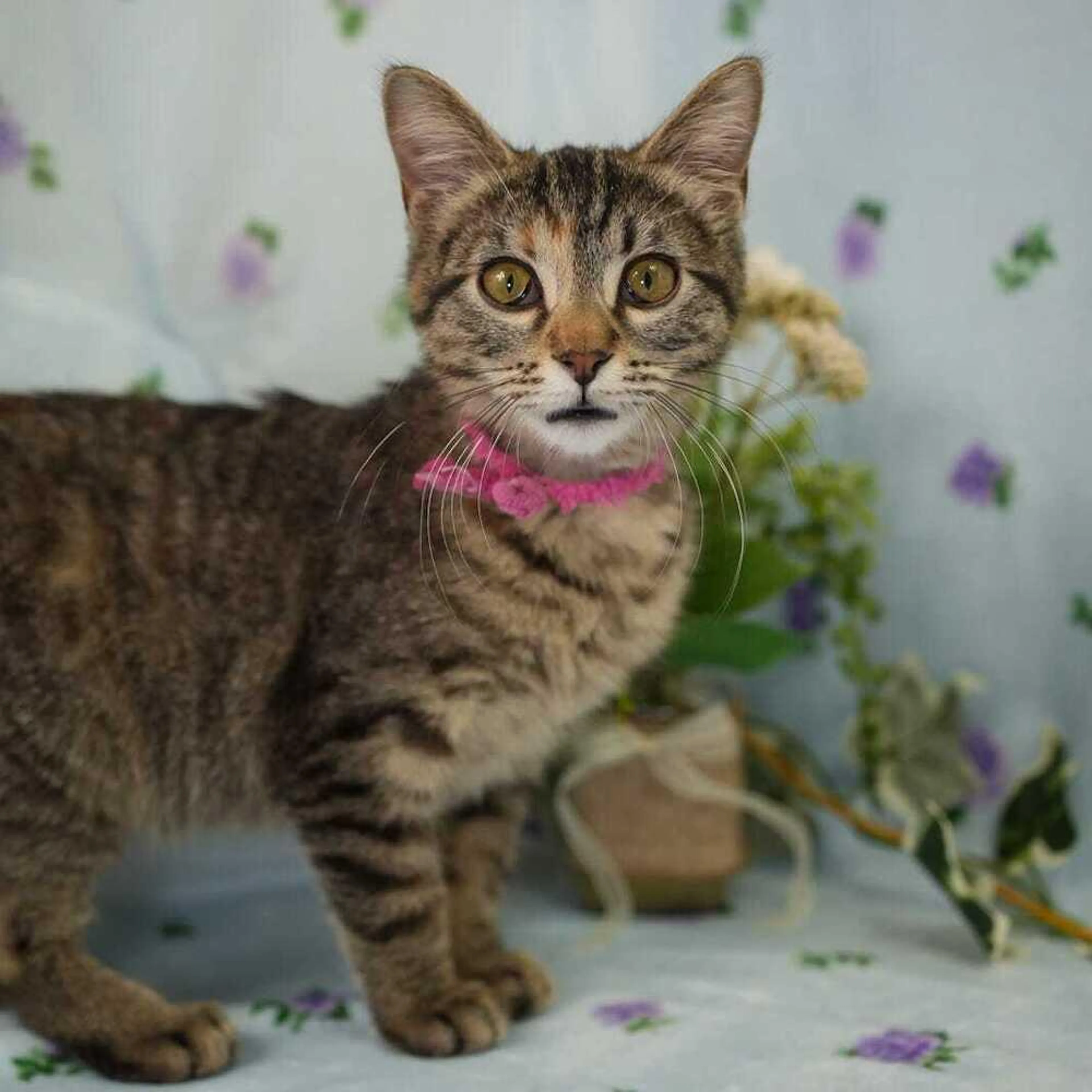 Found pet-1