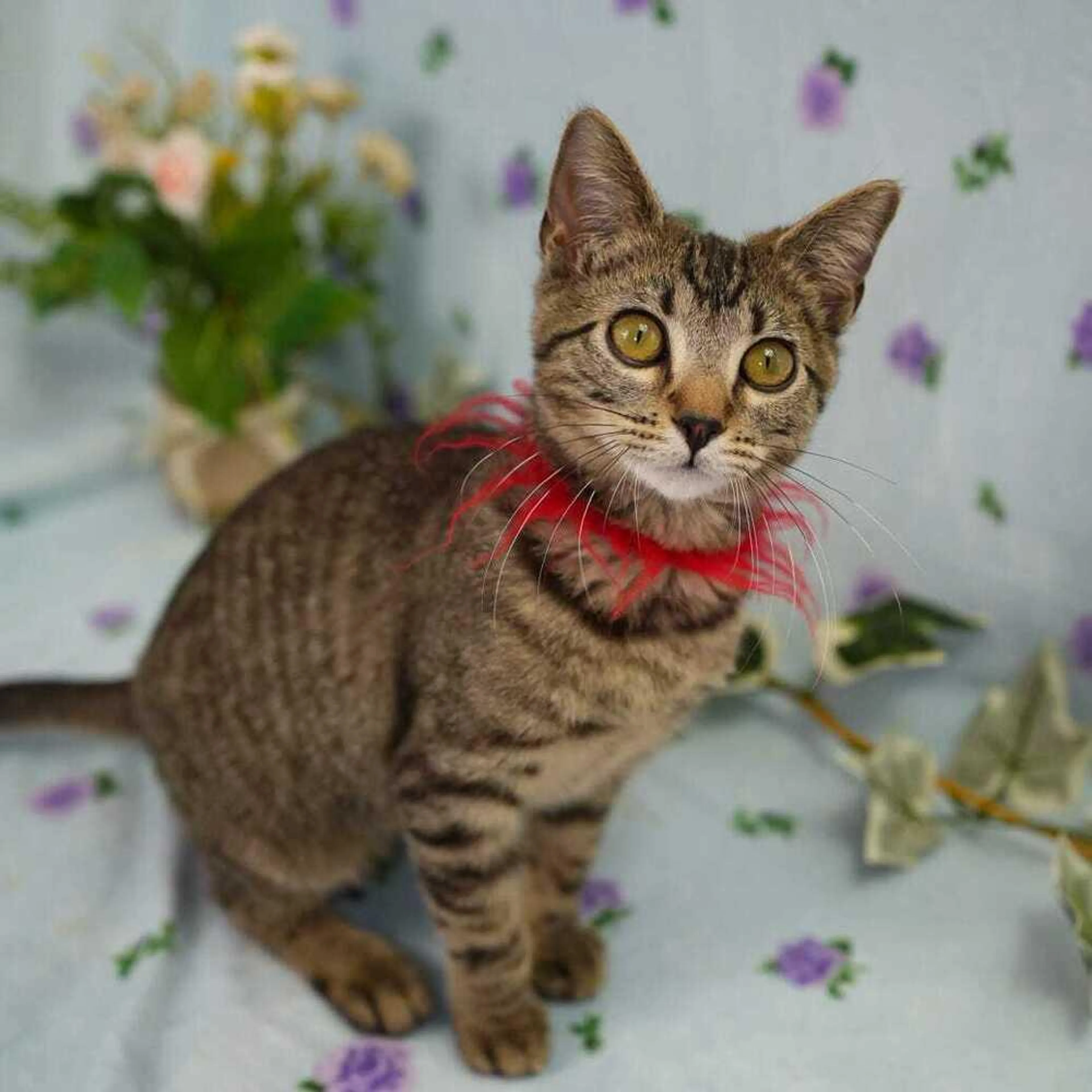 Found pet-1