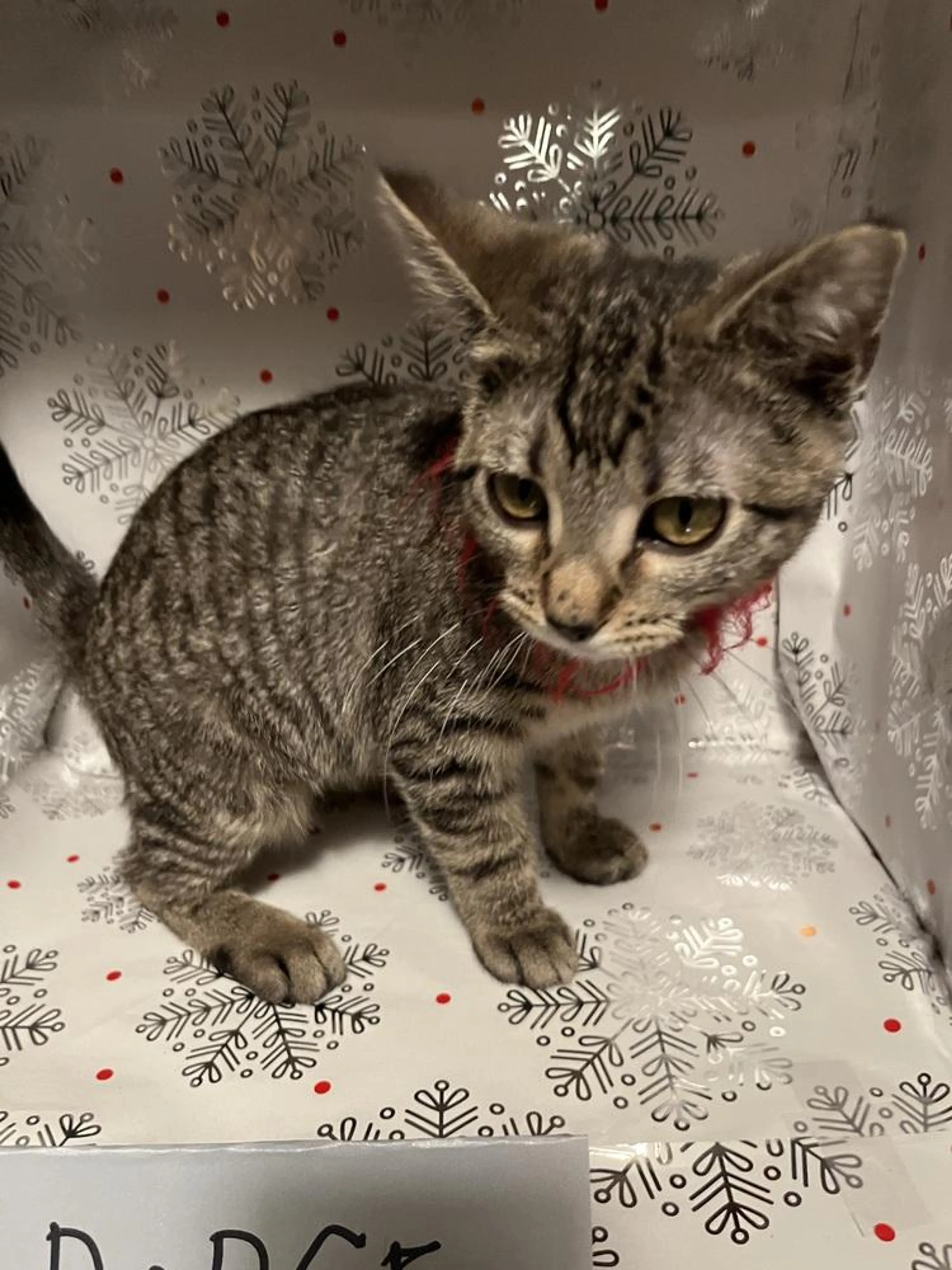 Found pet-2