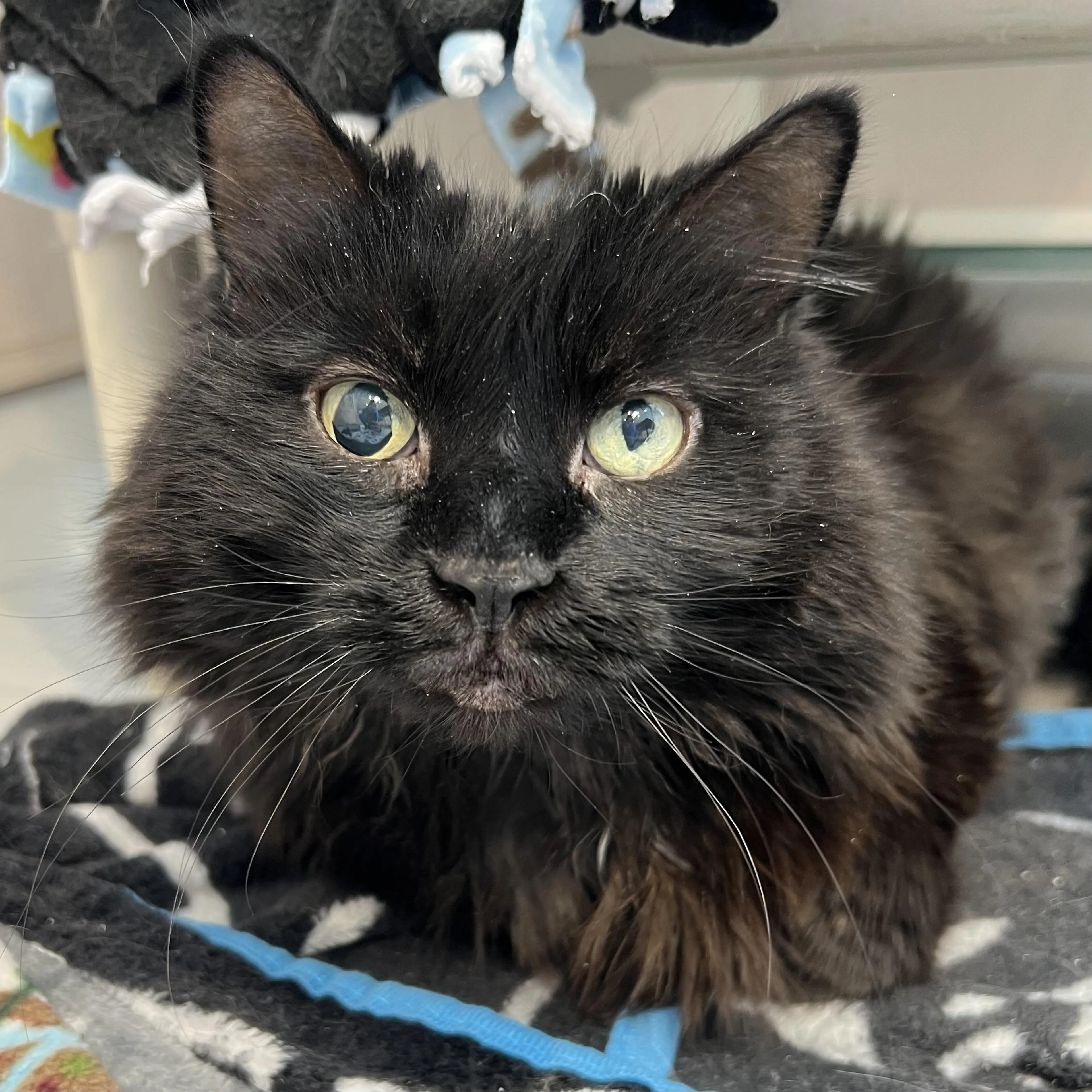 Found pet