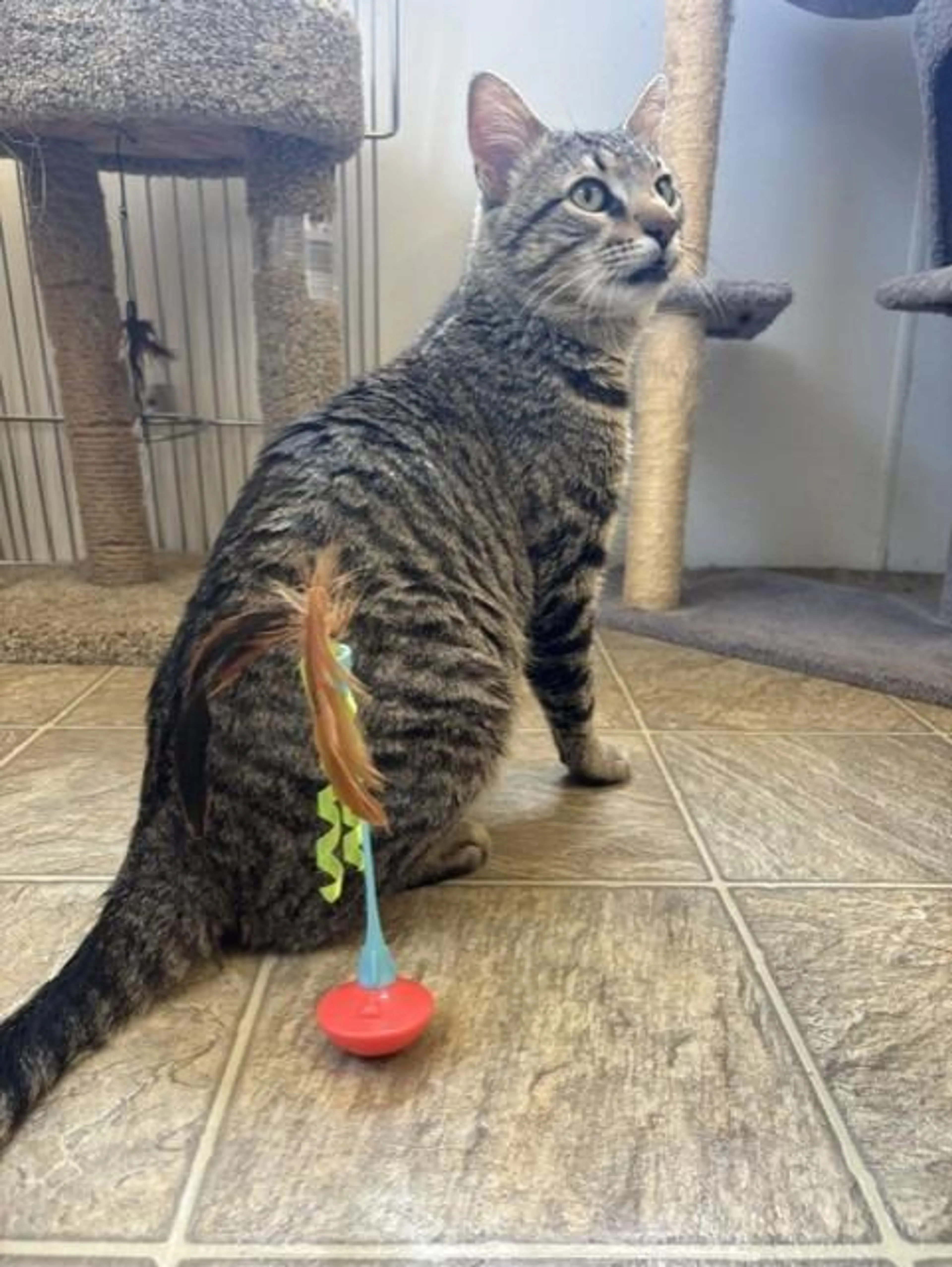 Found pet