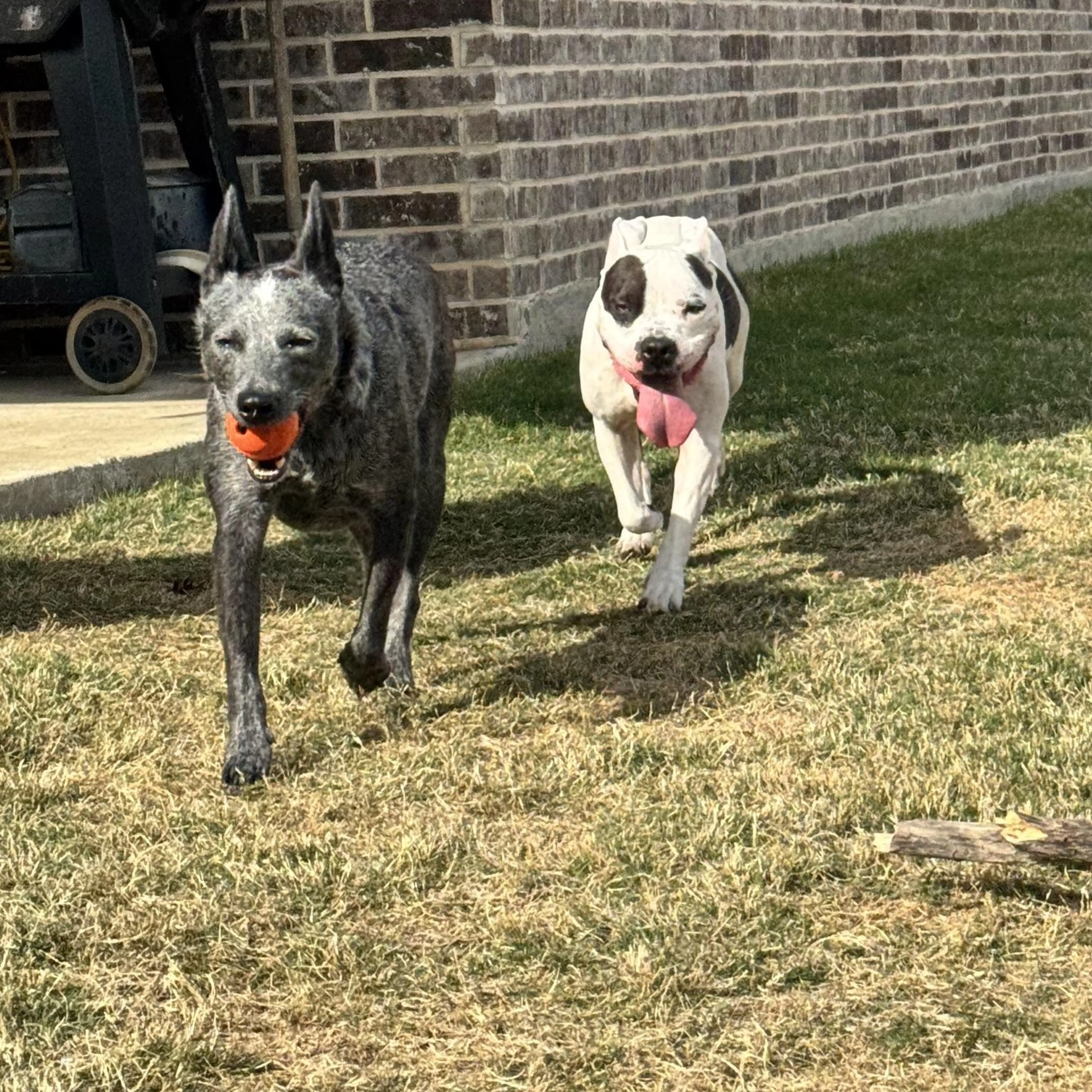 Found pet-3
