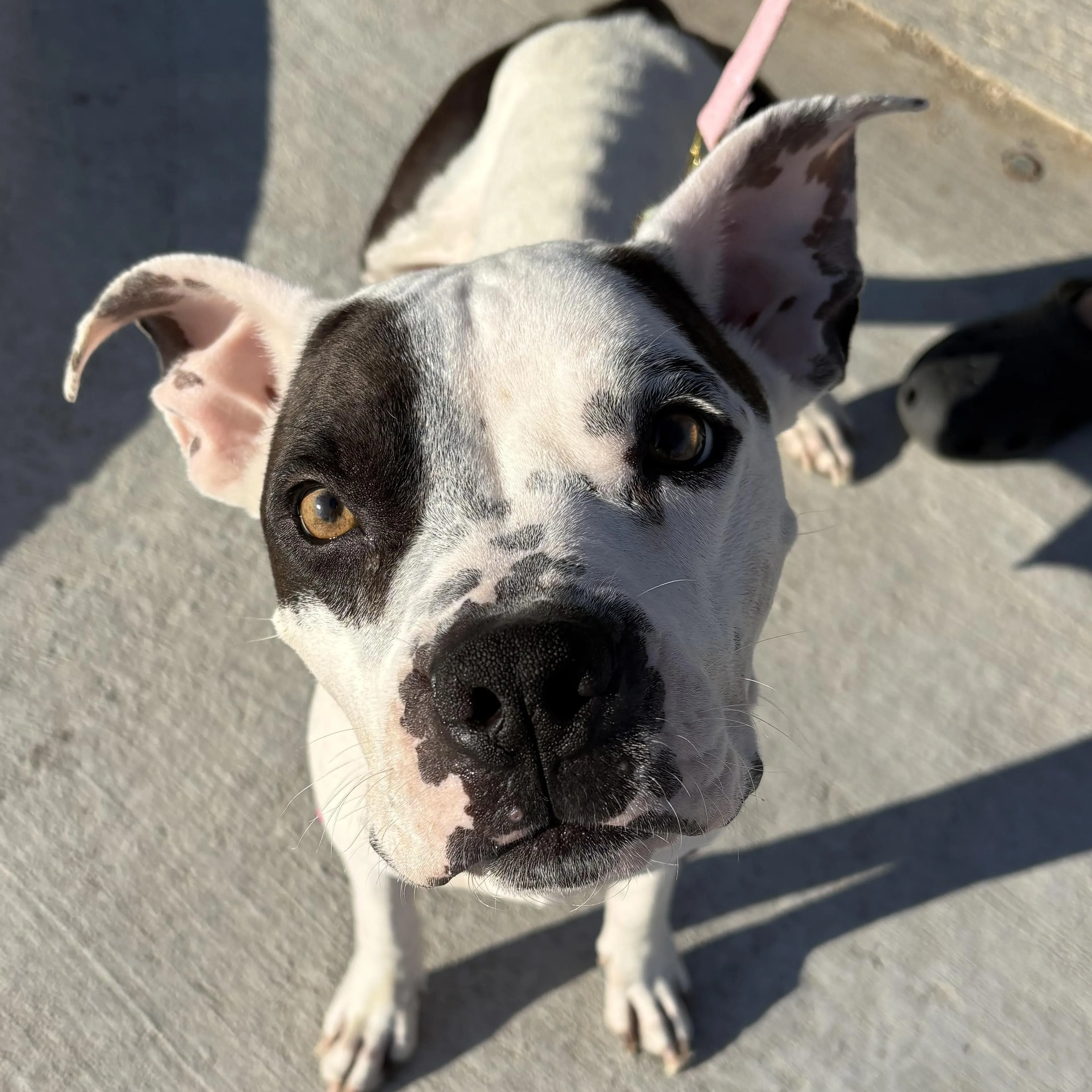 Found pet-1