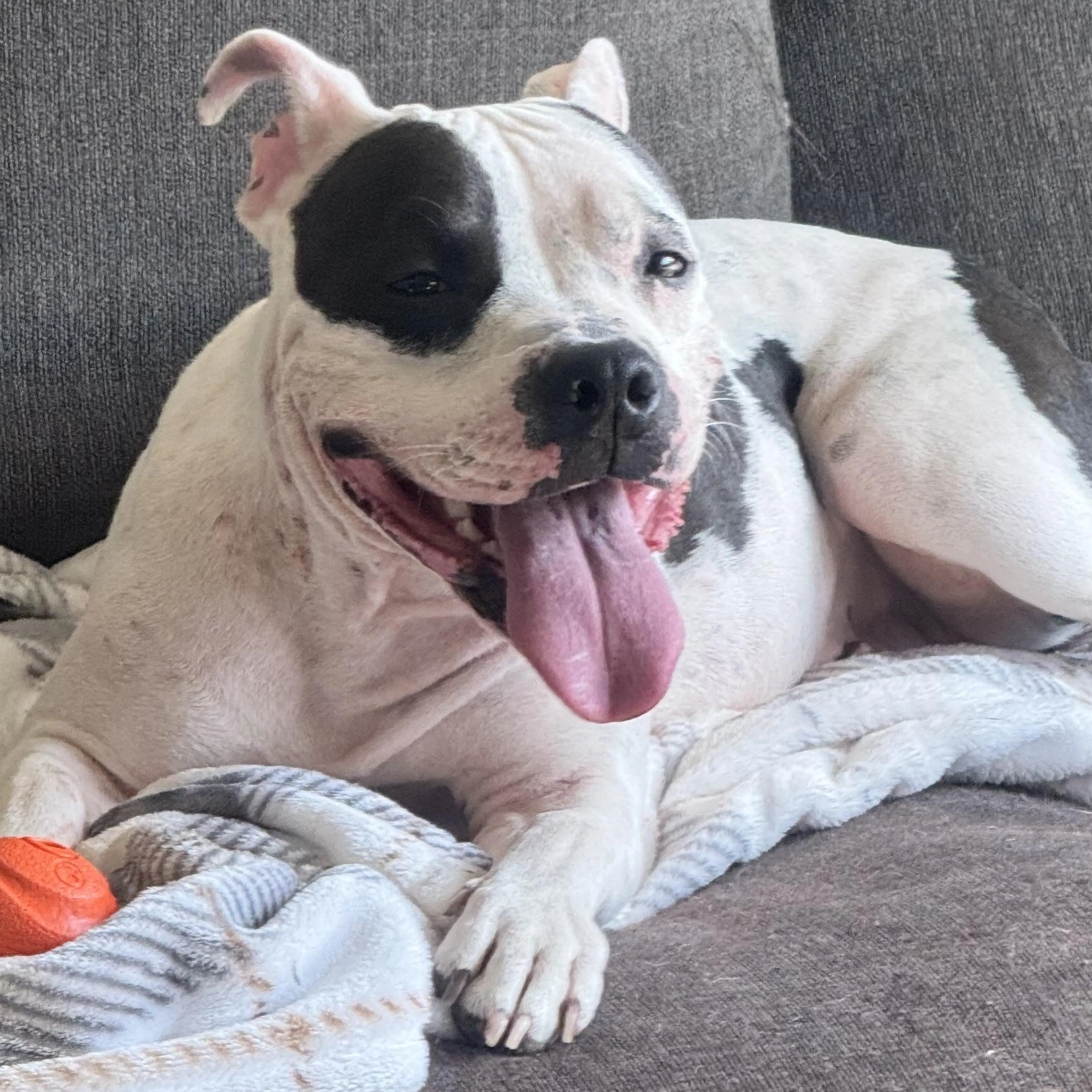 Found pet-2
