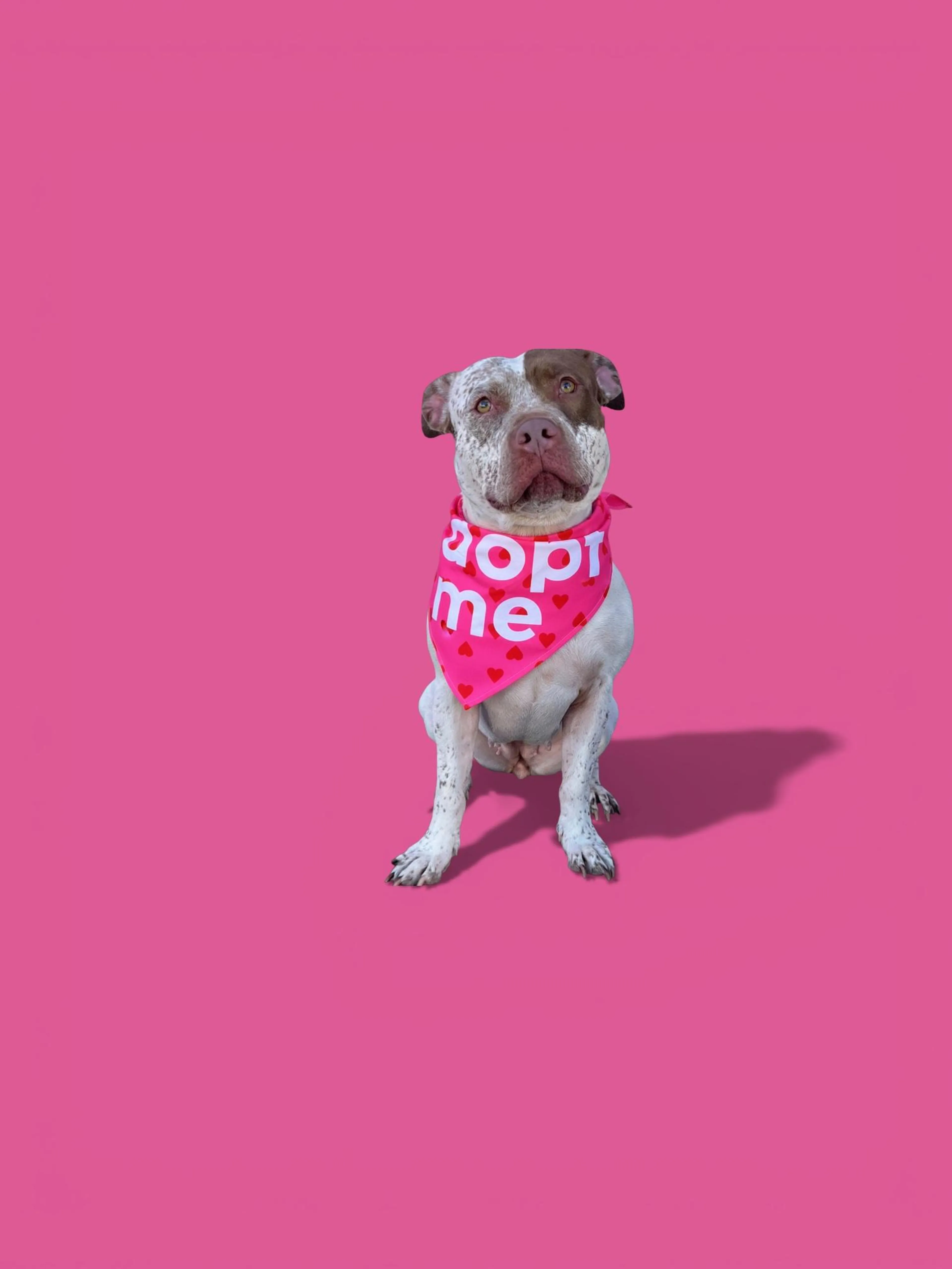 Found pet-3
