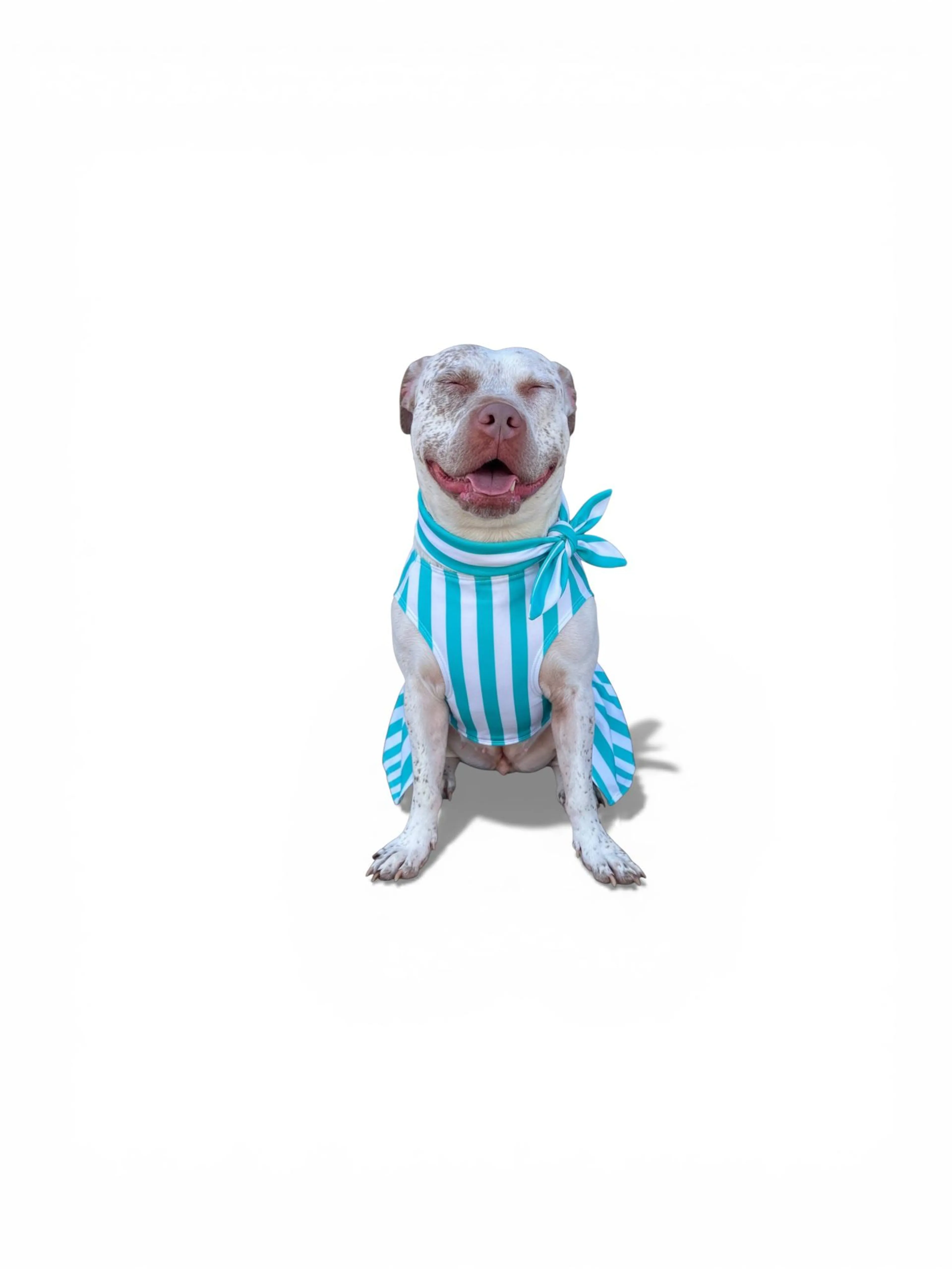 Found pet-2