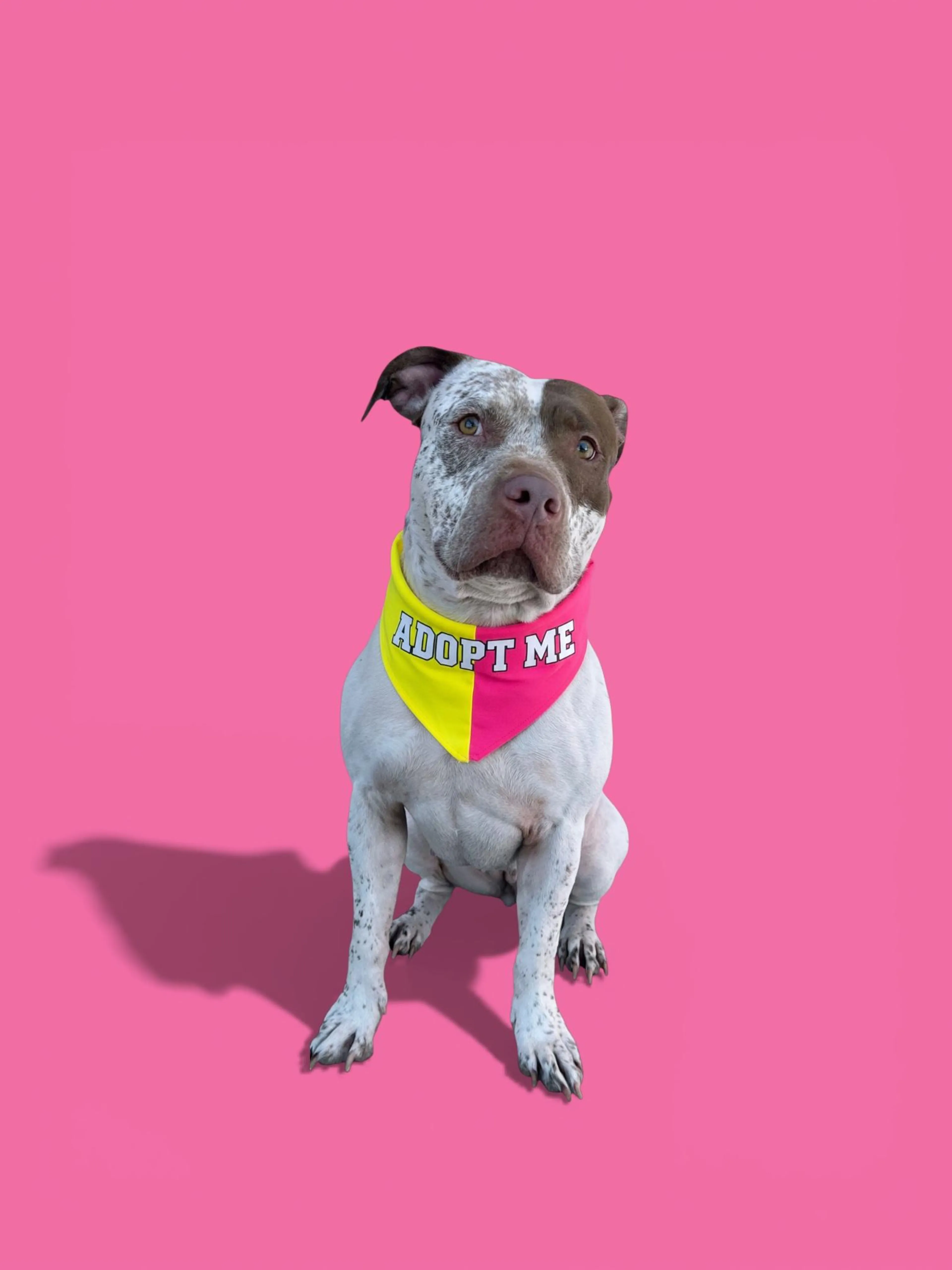 Found pet-5