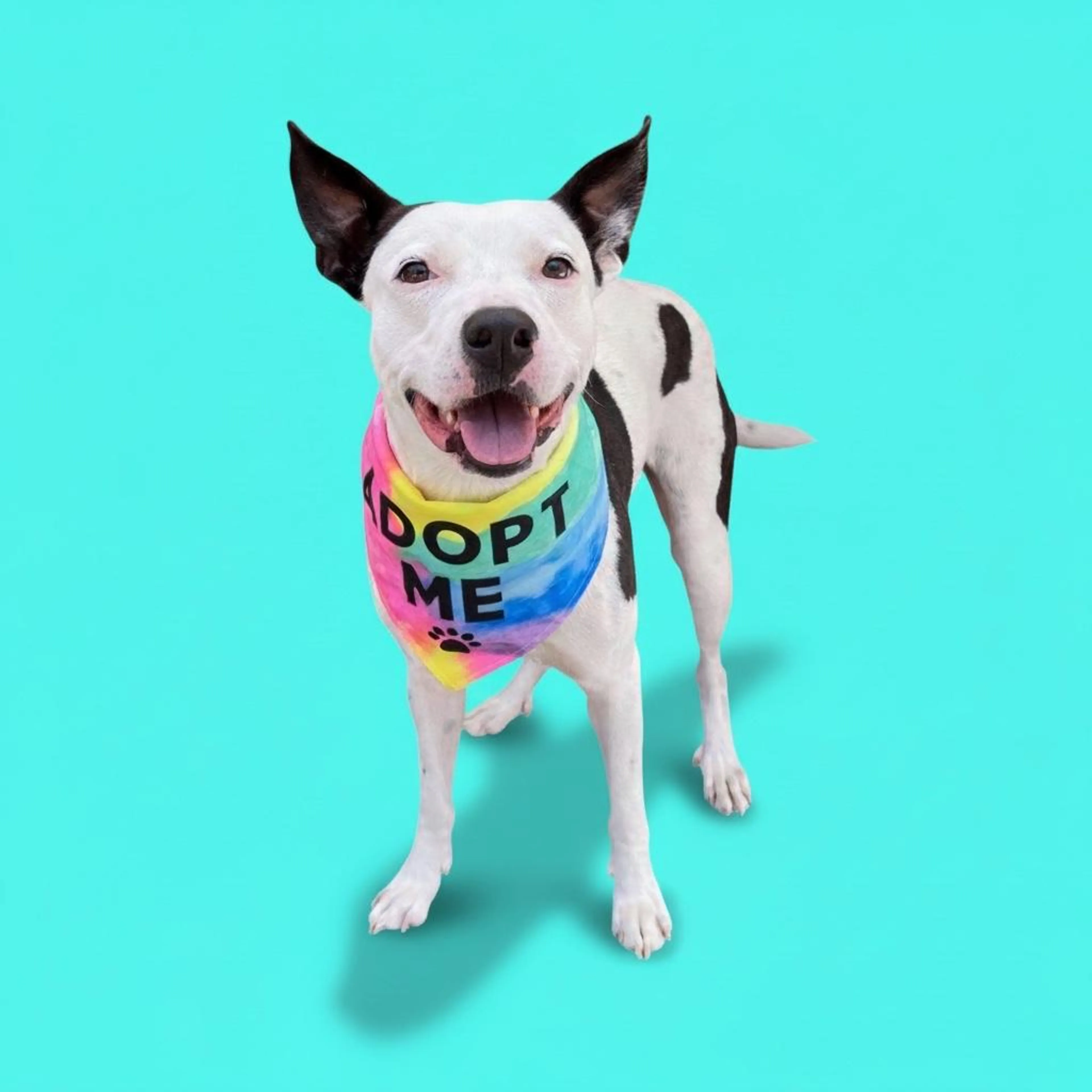 Found pet-5