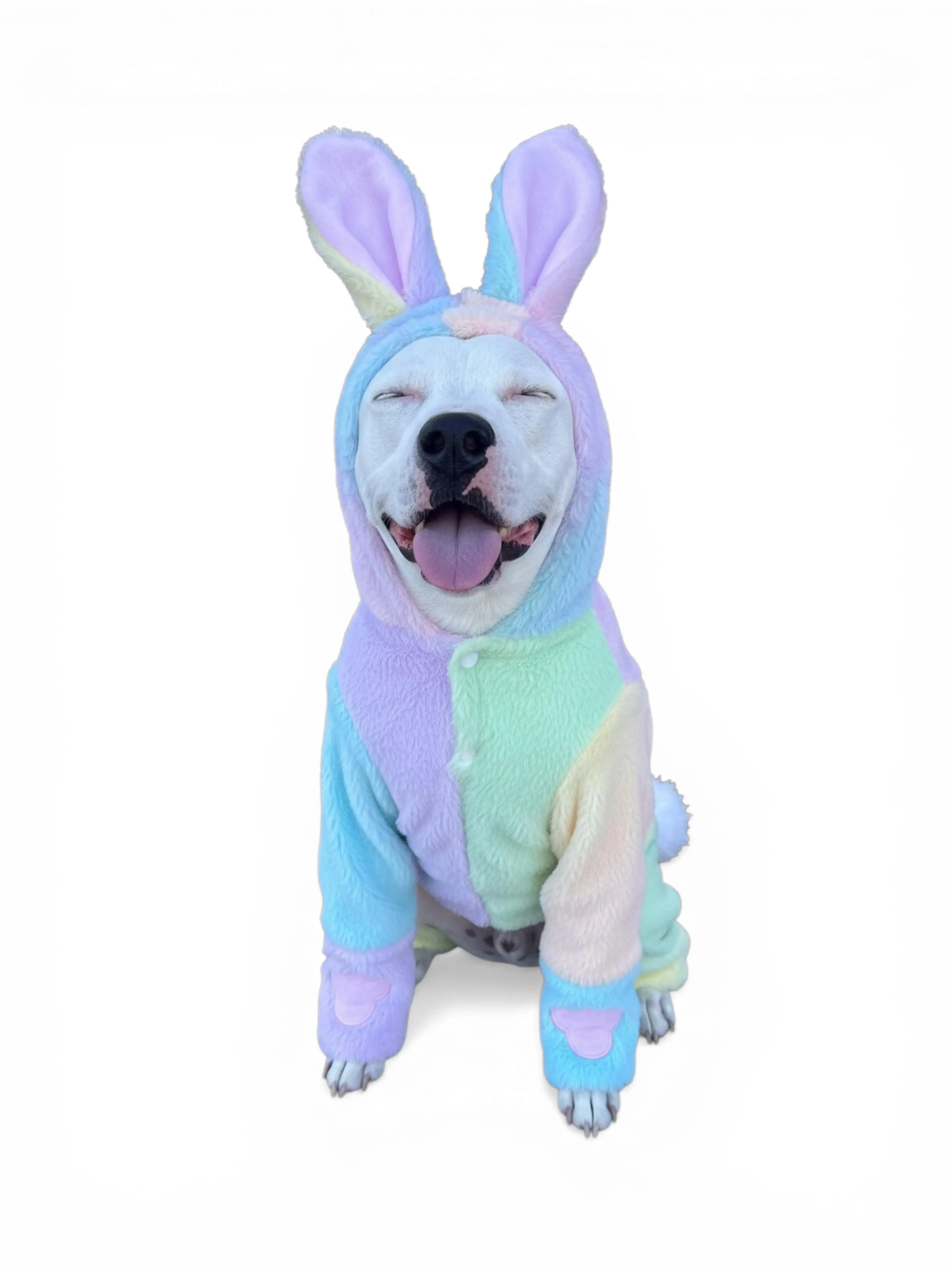 Found pet-4