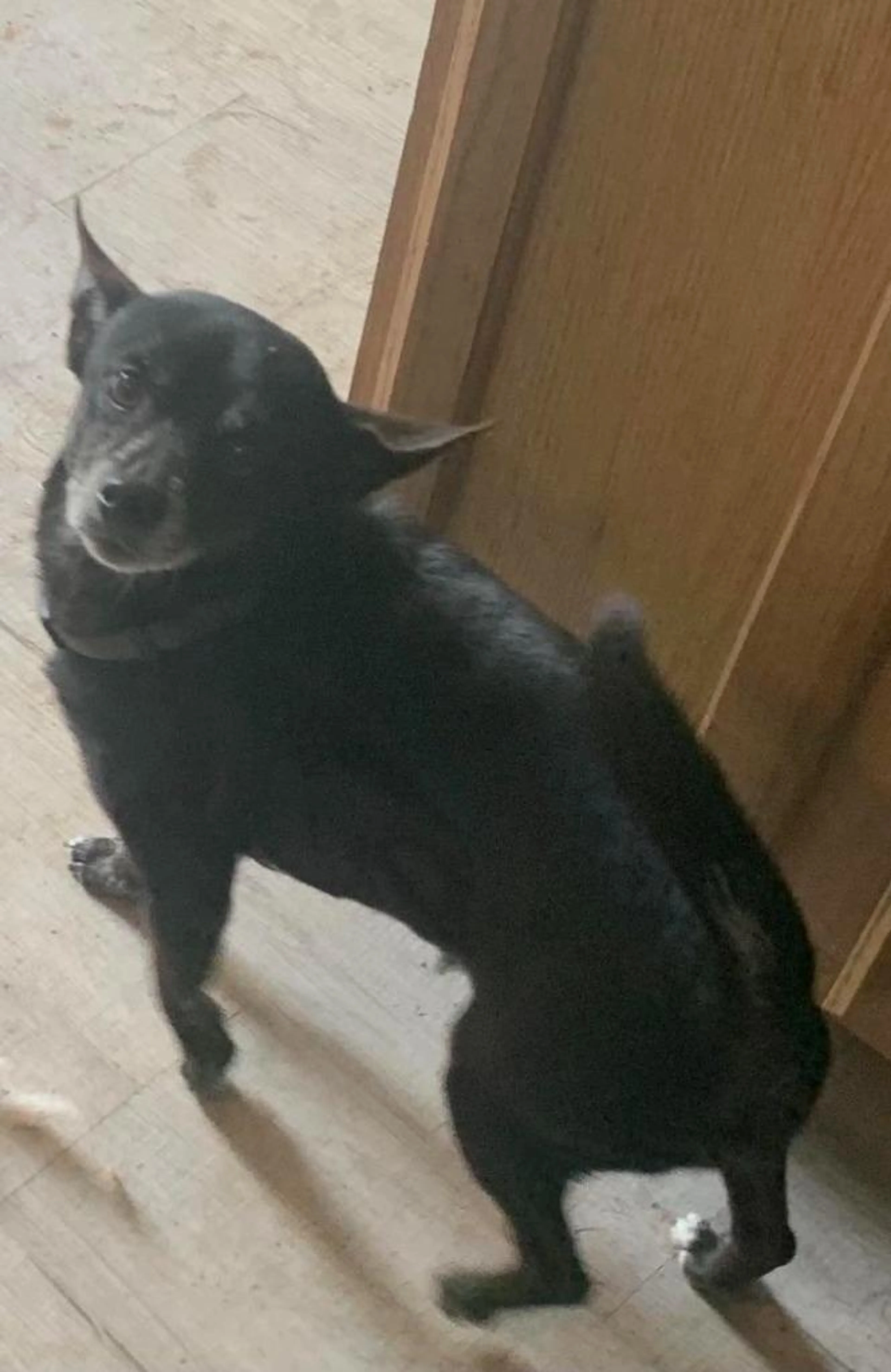 Found pet-1
