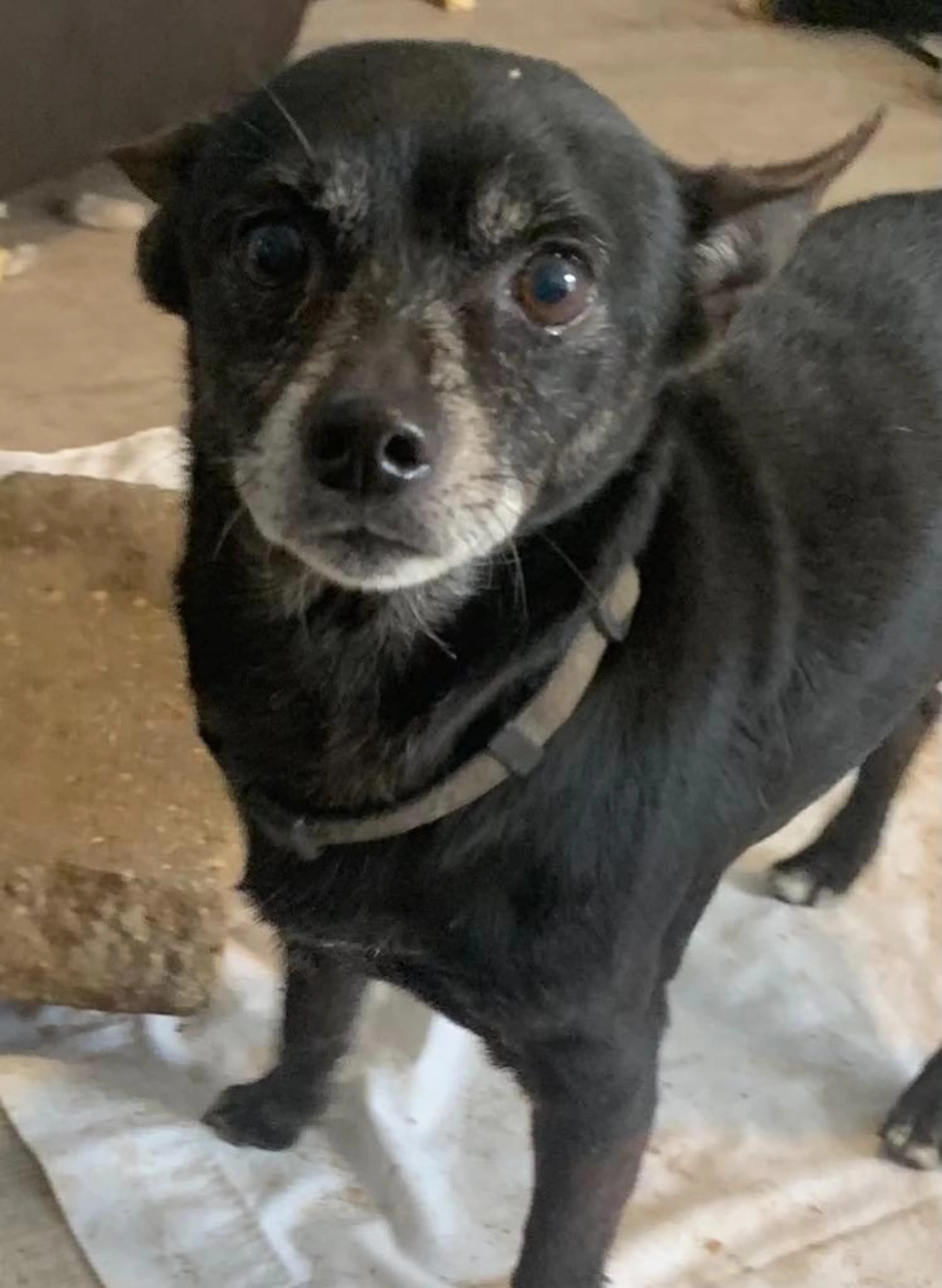 Found pet-0