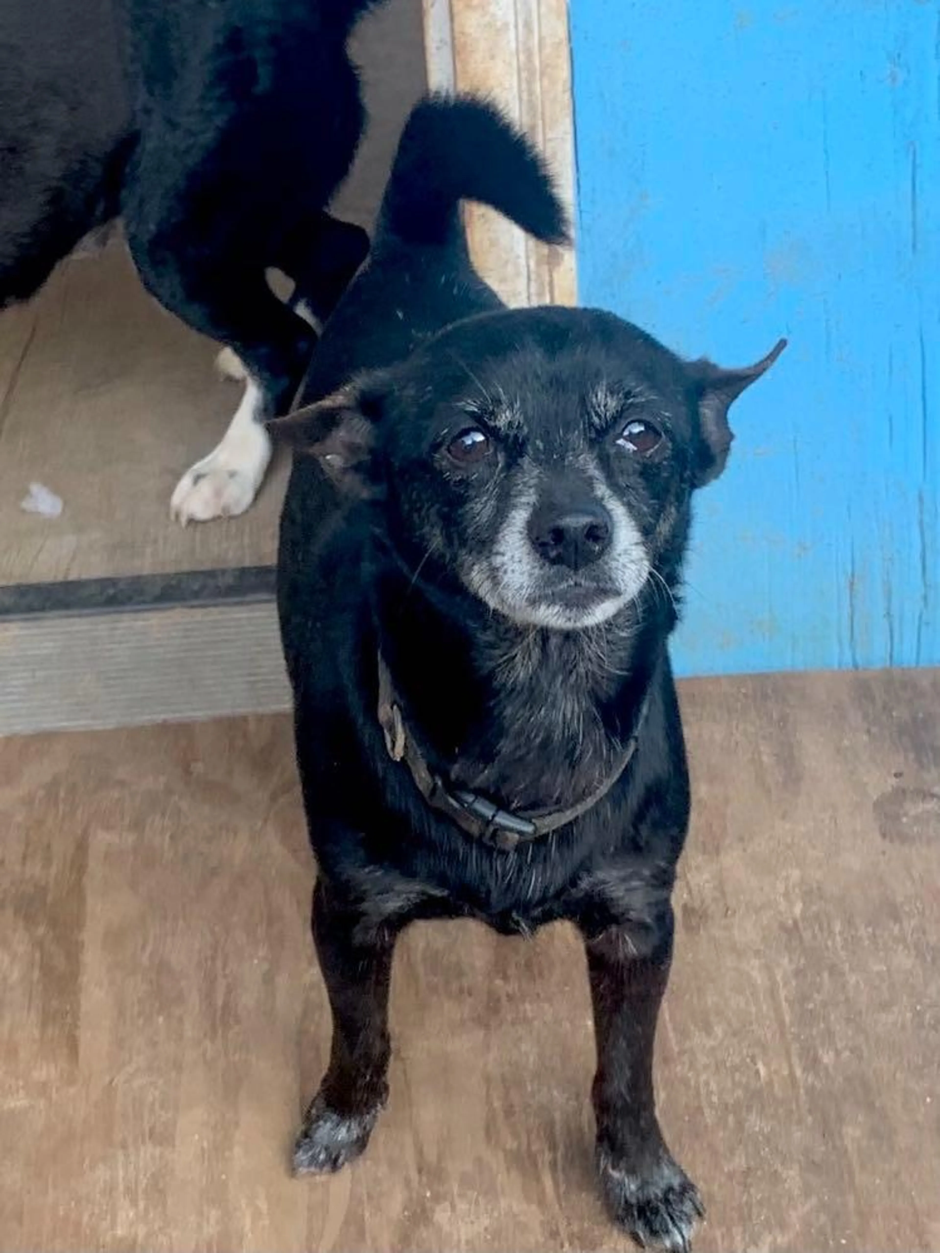 Found pet-3