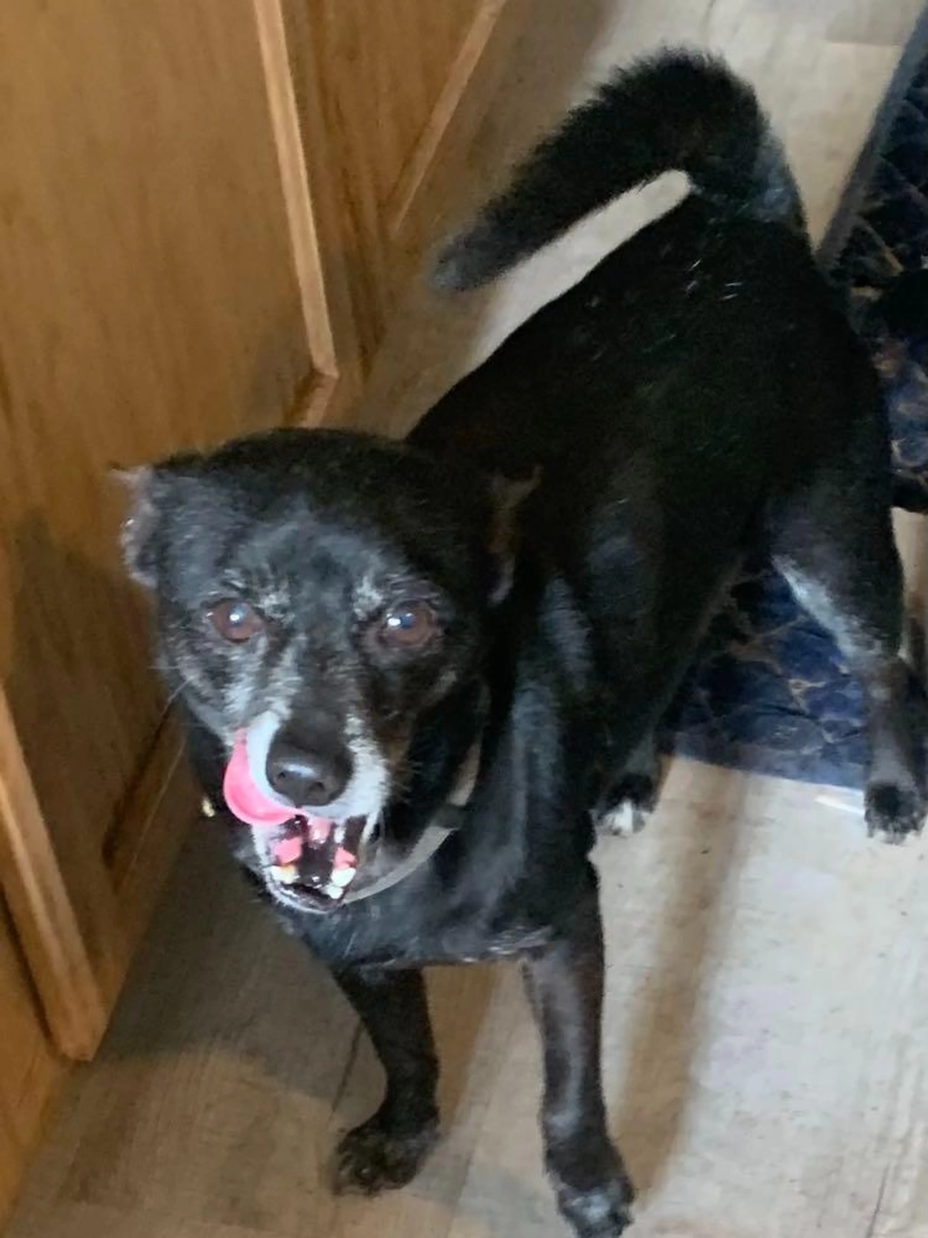 Found pet-2