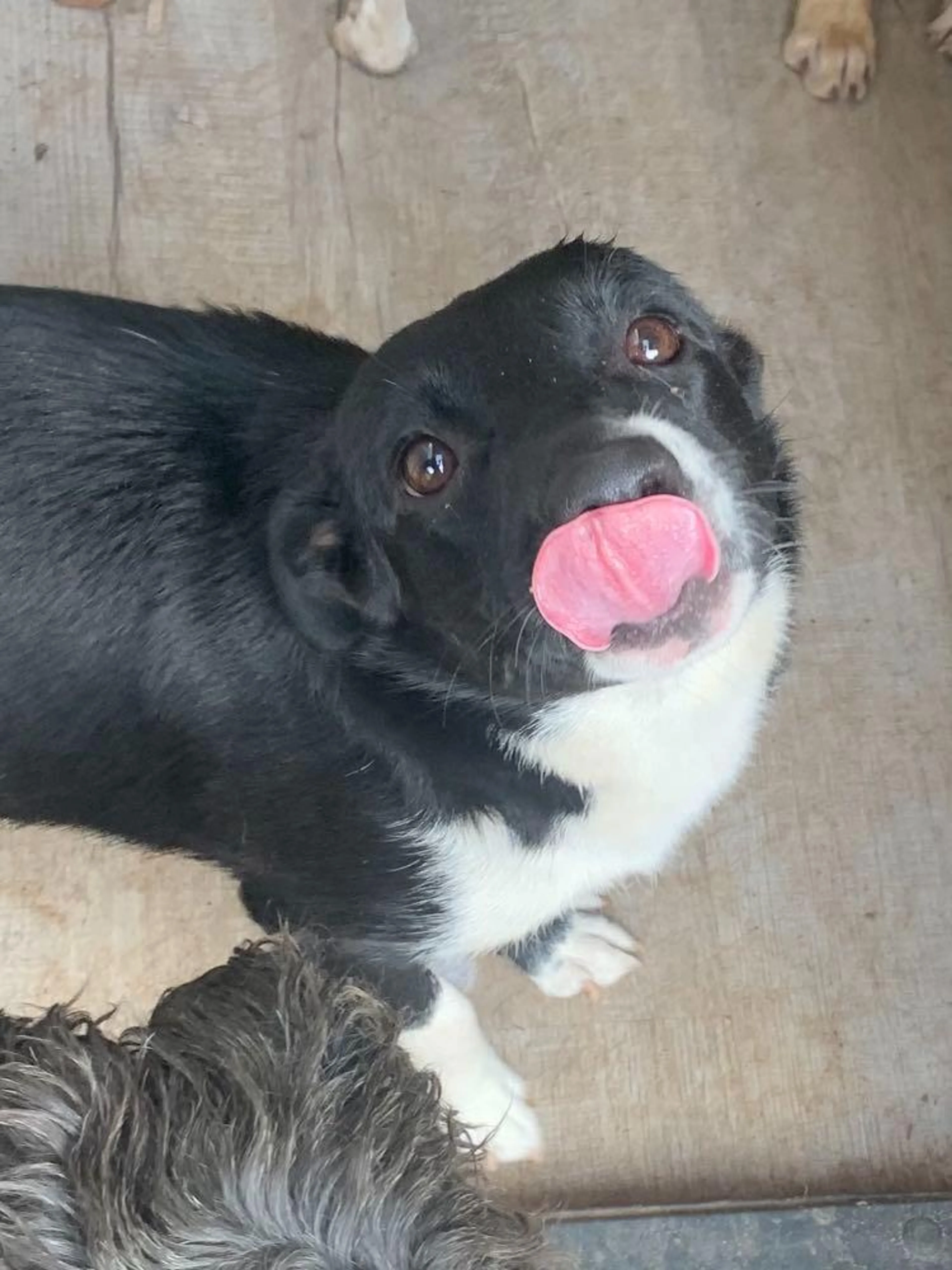Found pet-2