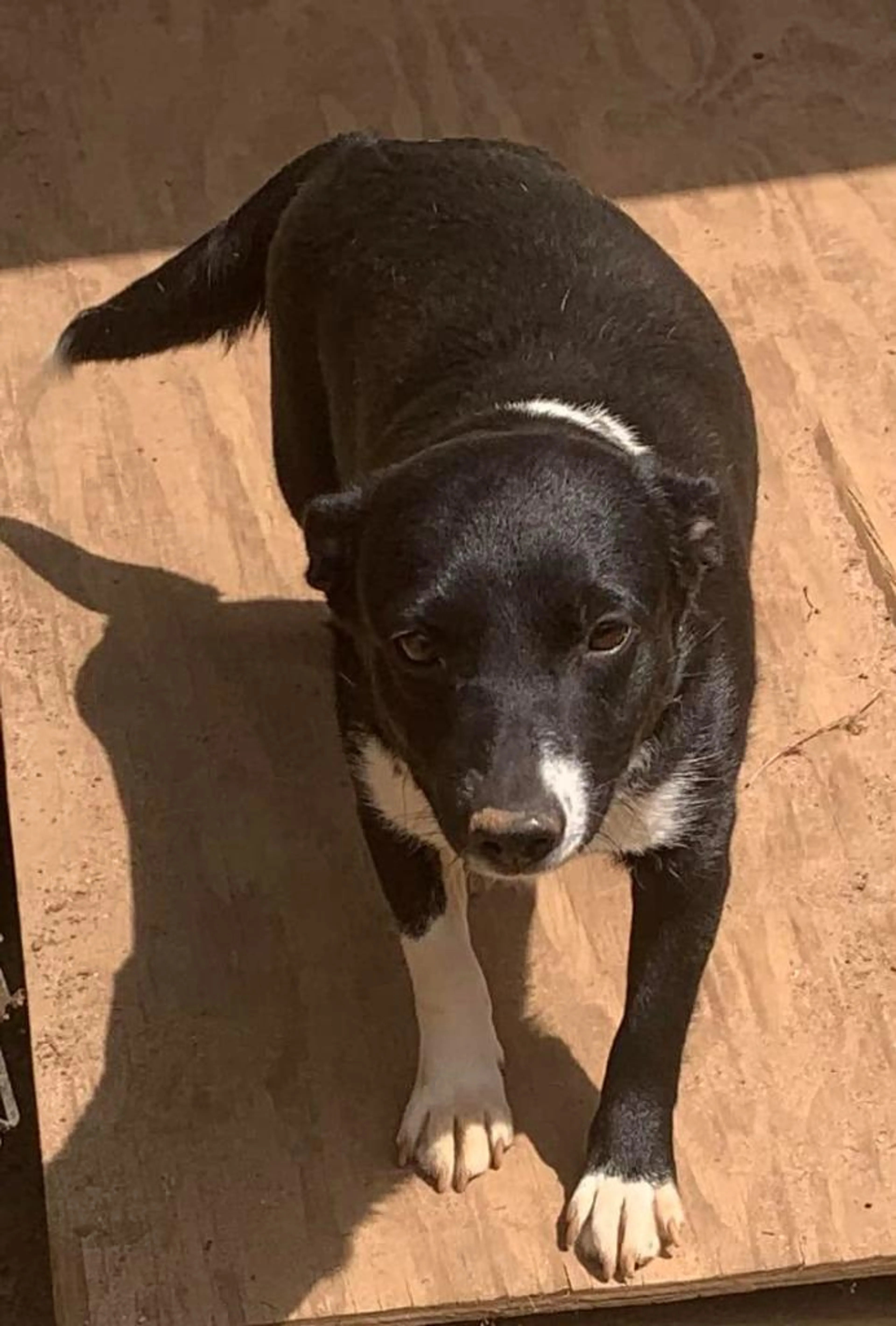 Found pet-4