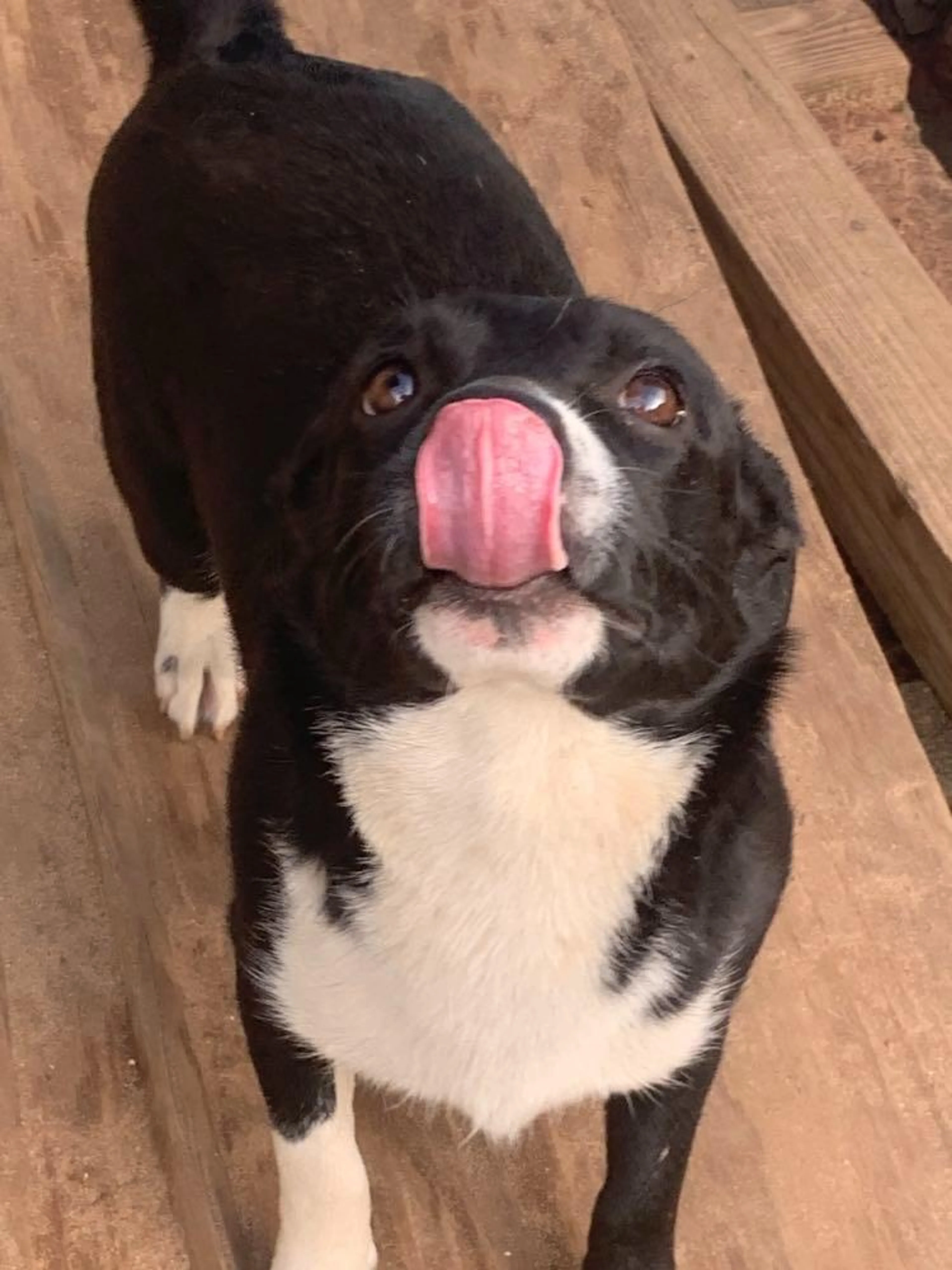 Found pet-5