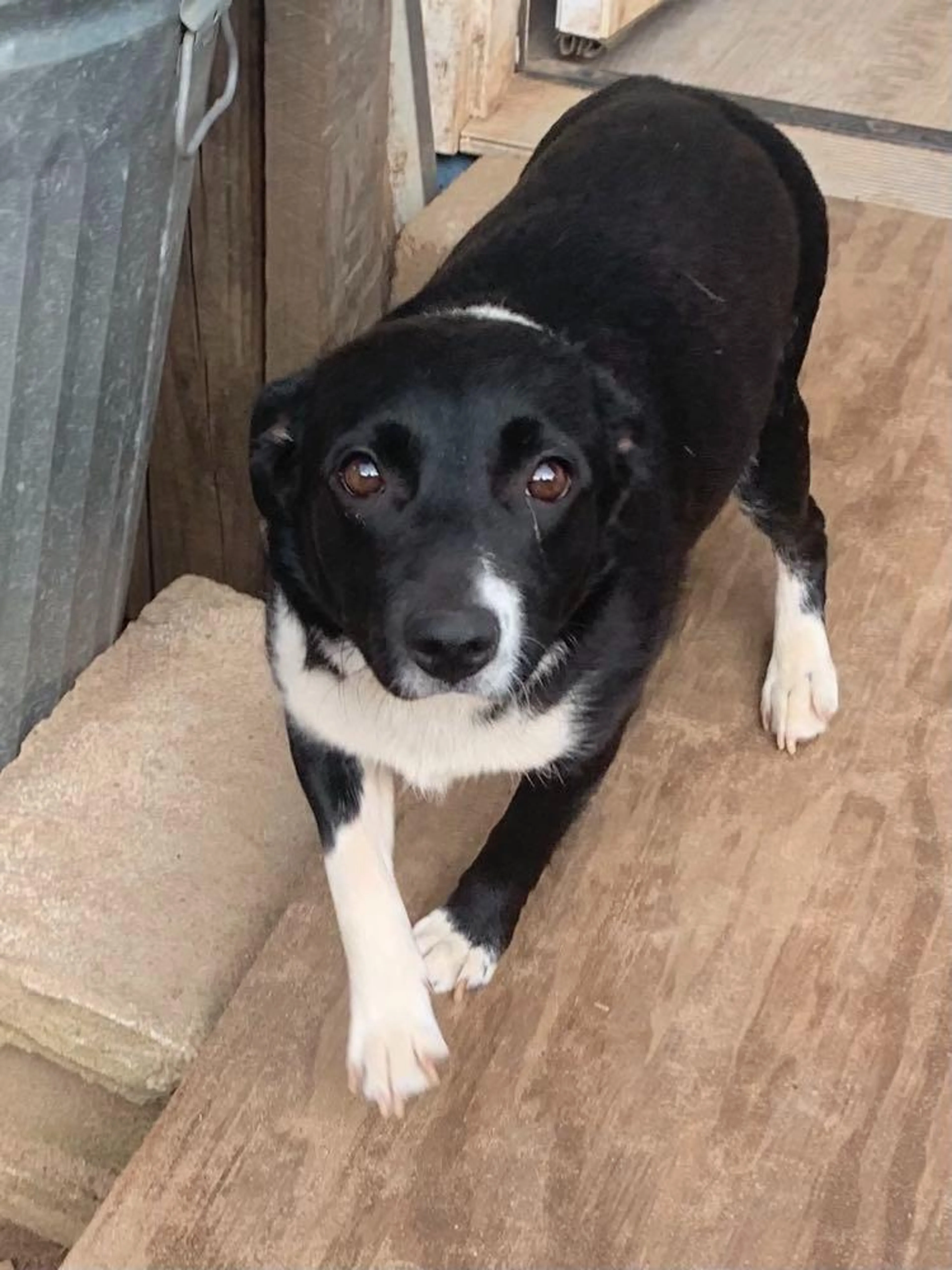 Found pet-3