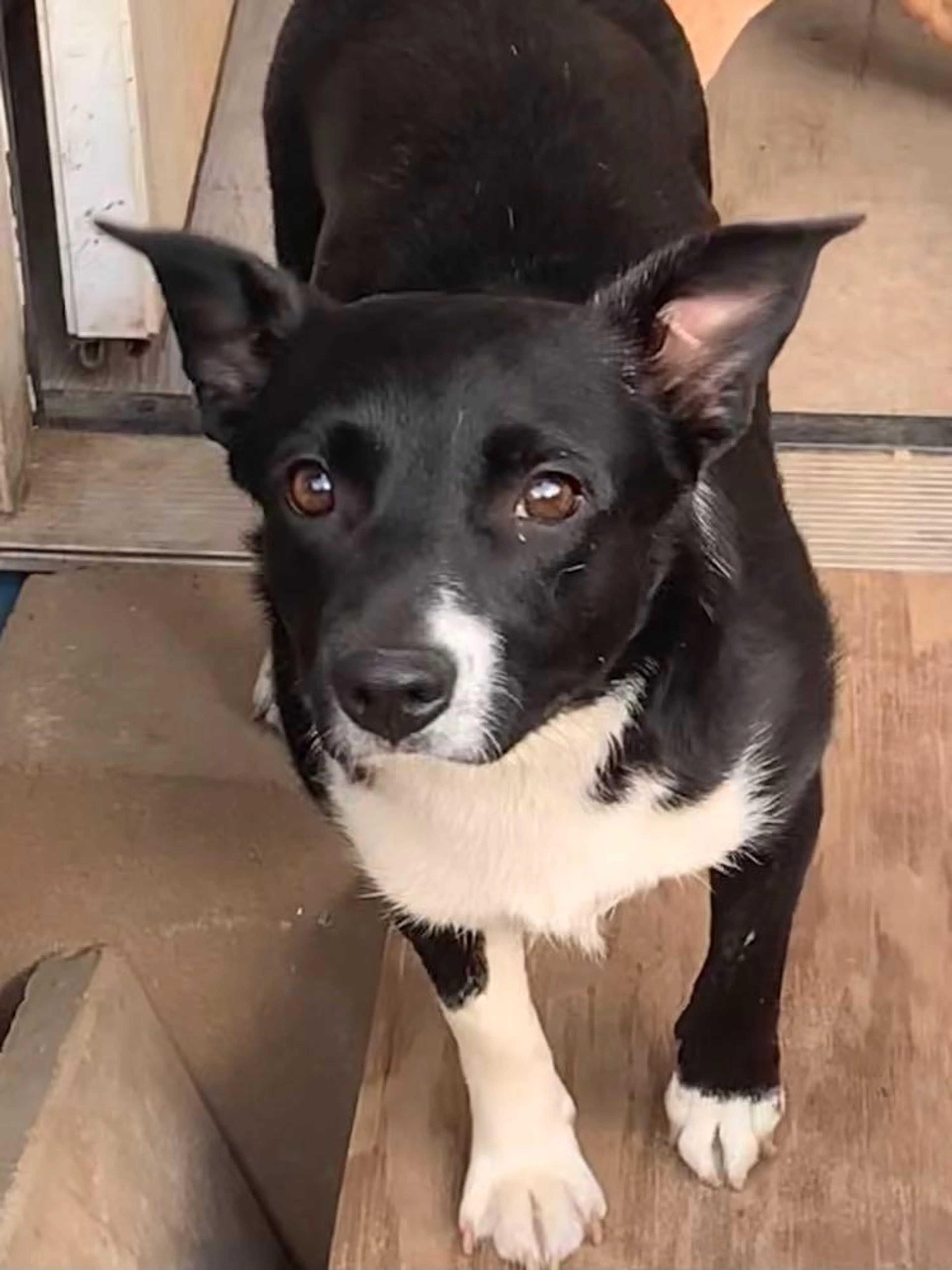 Found pet-1