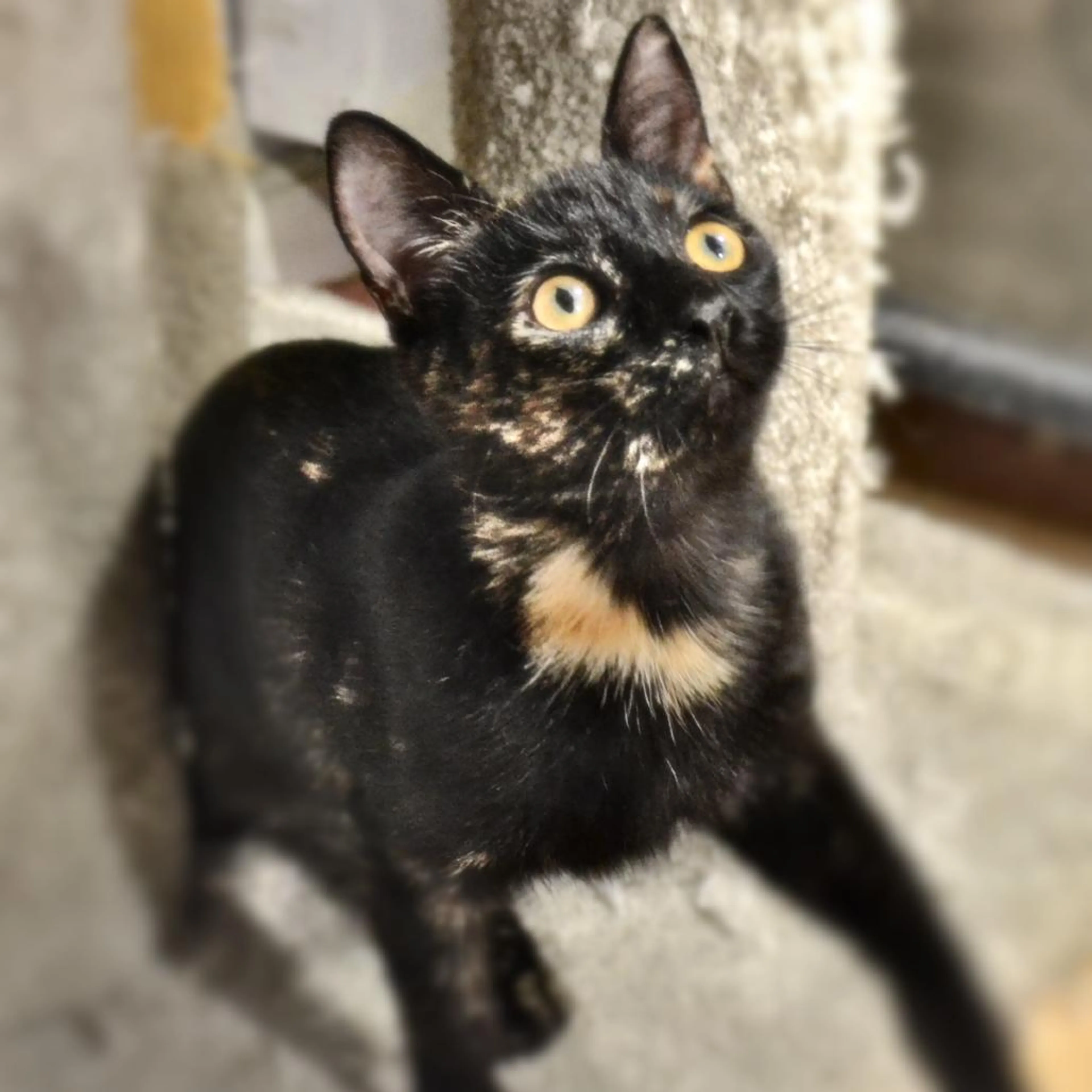 Found pet-0