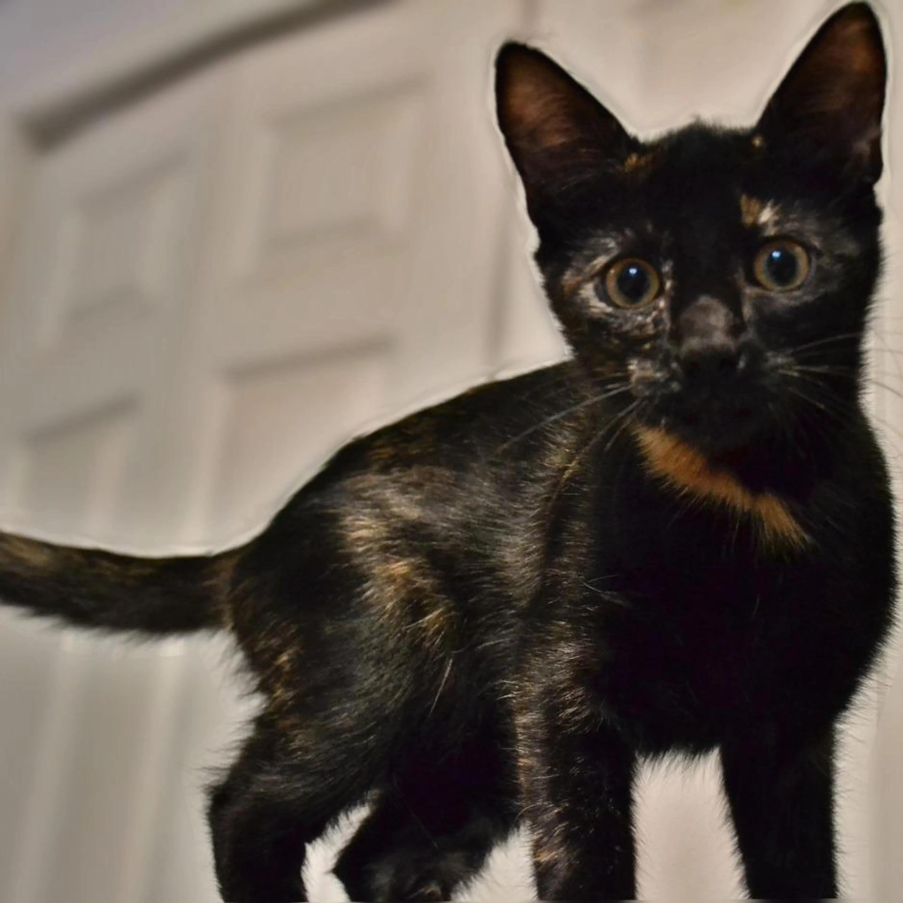 Found pet-1