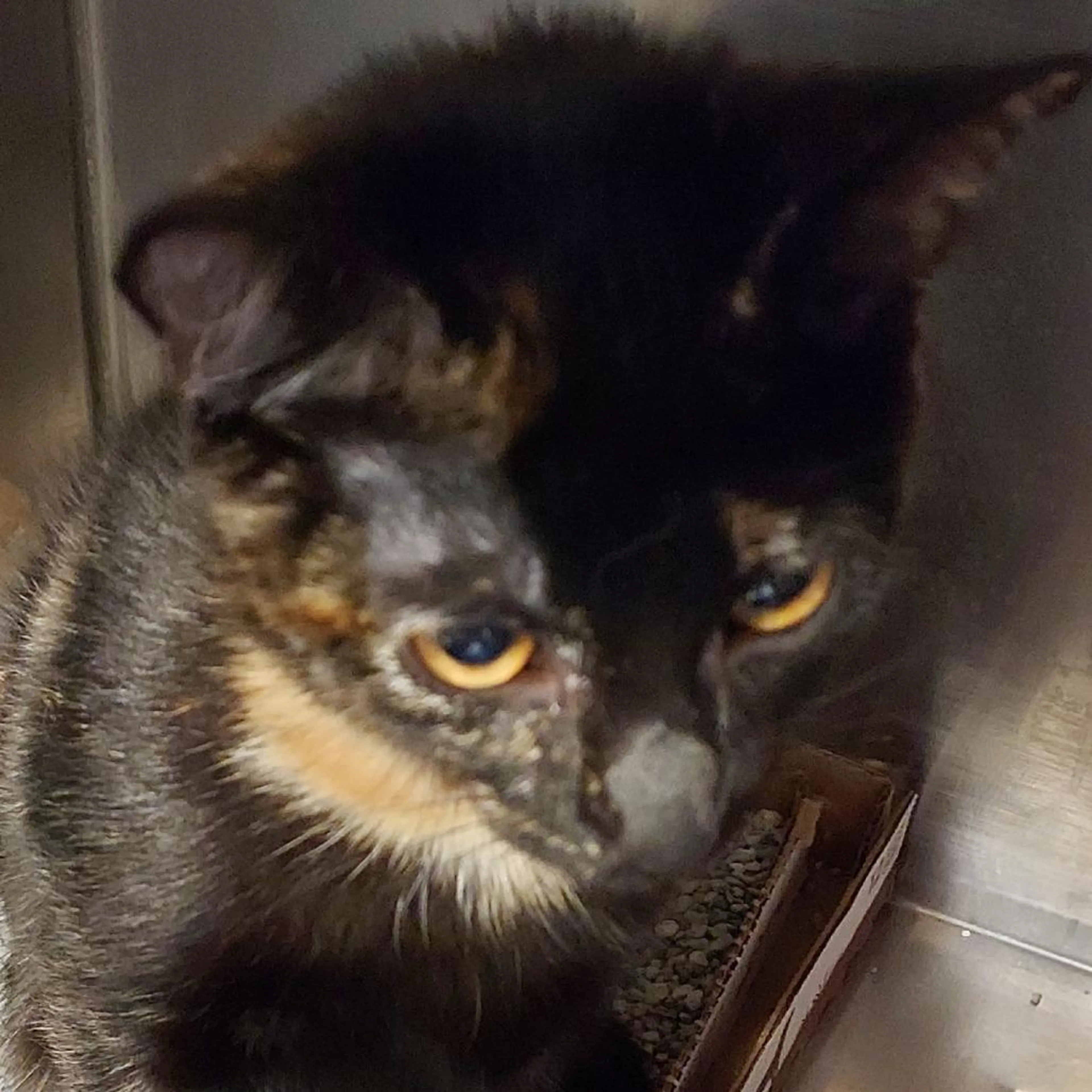 Found pet-2