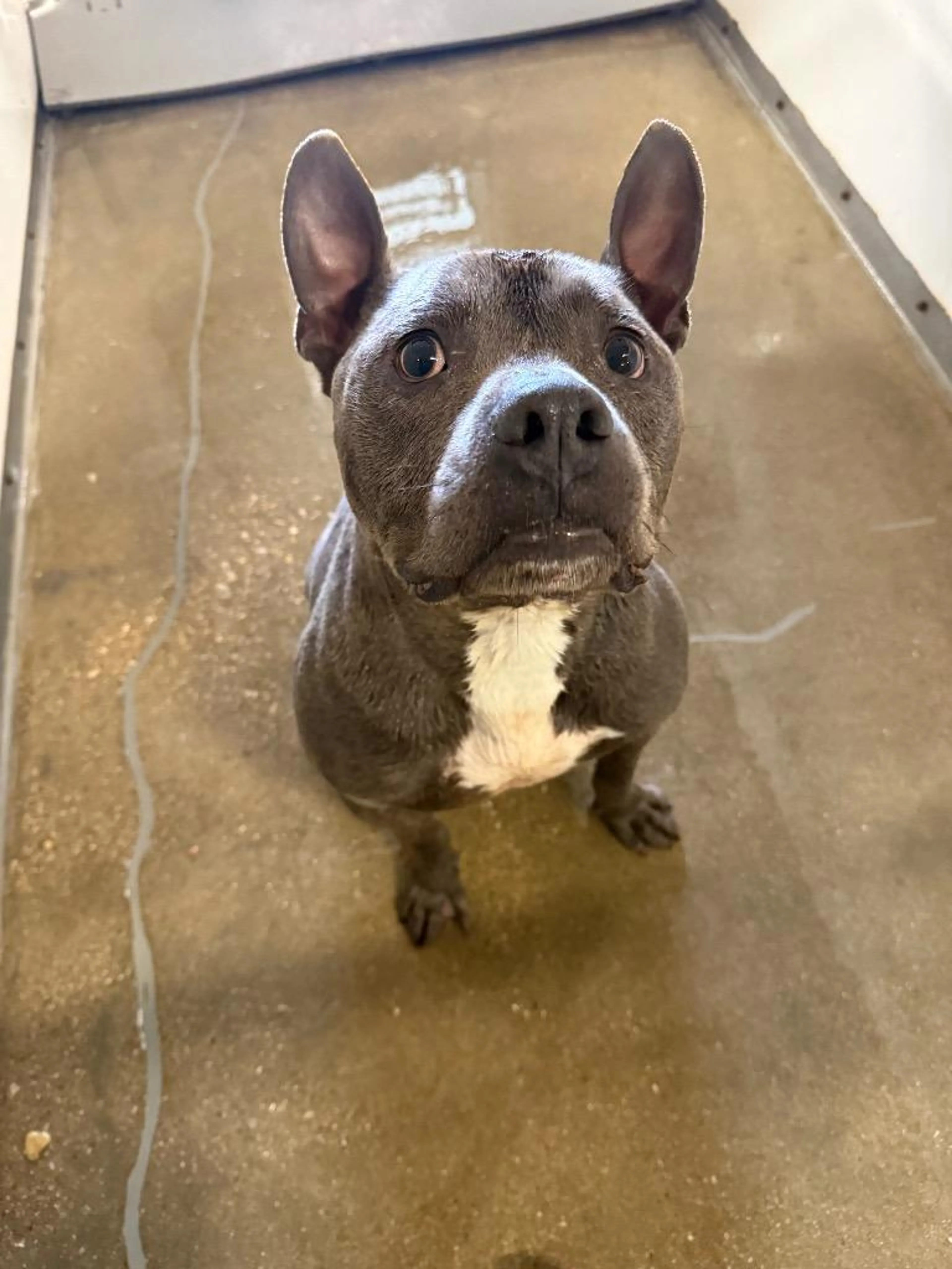 Found pet
