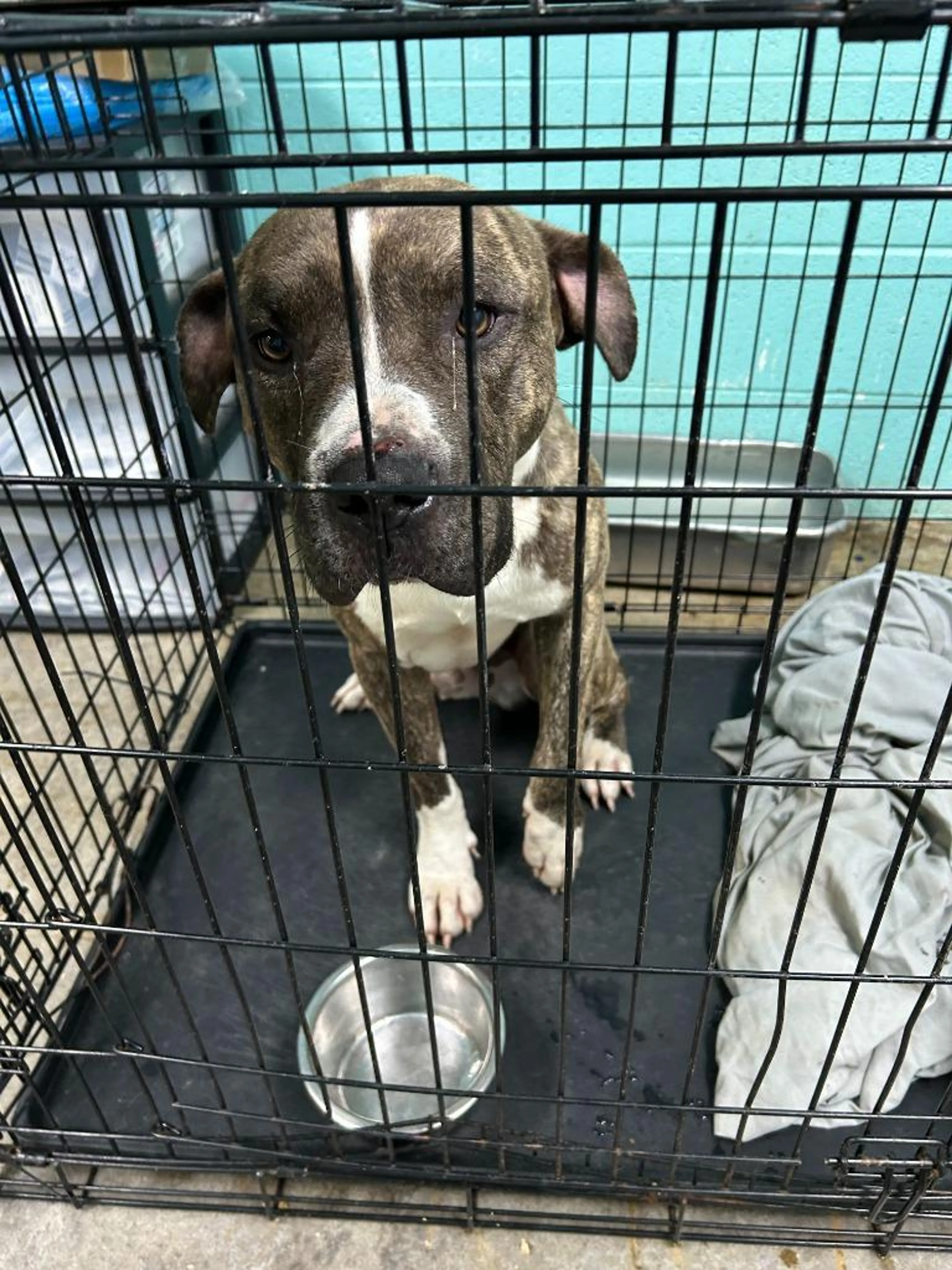 Found pet-3