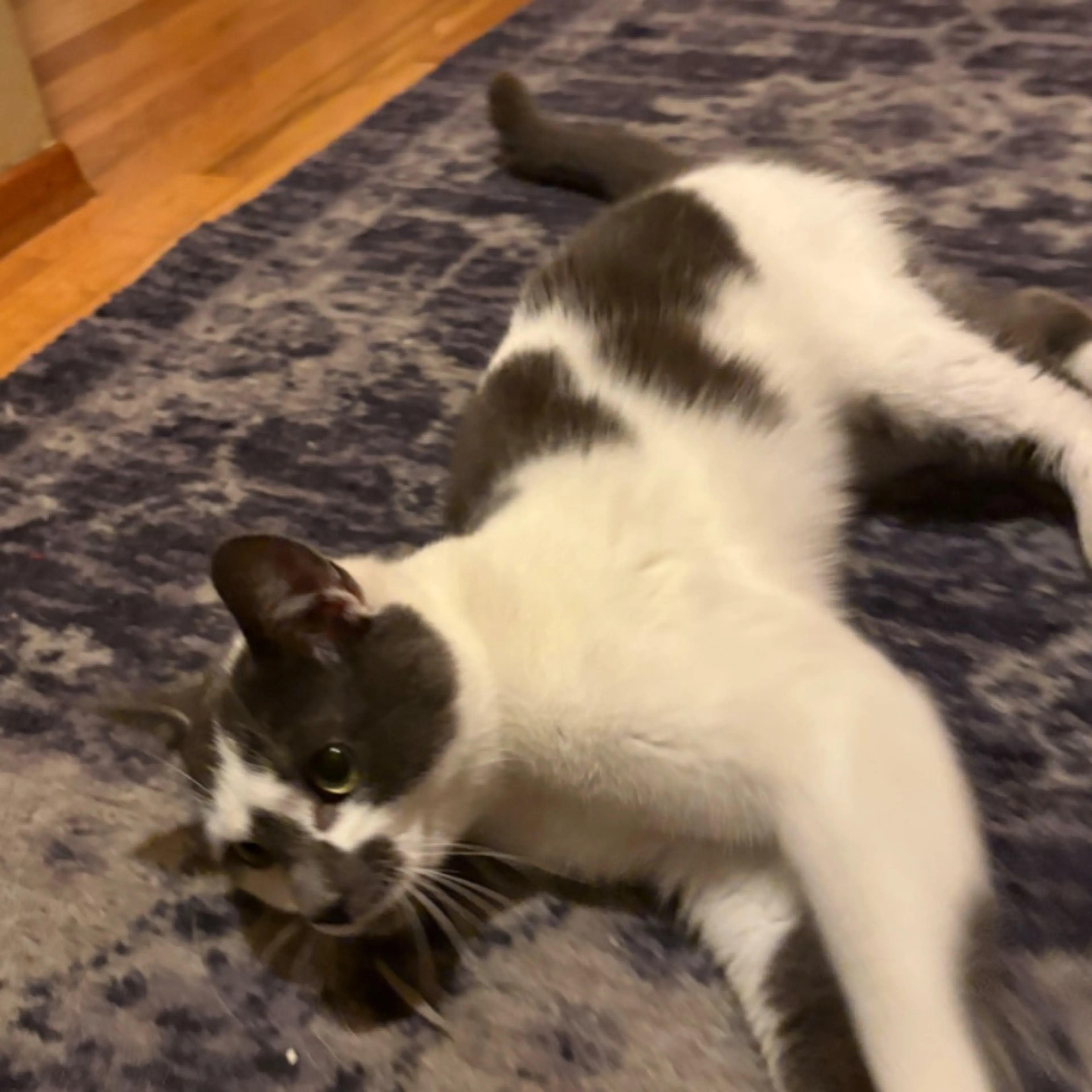 Found pet