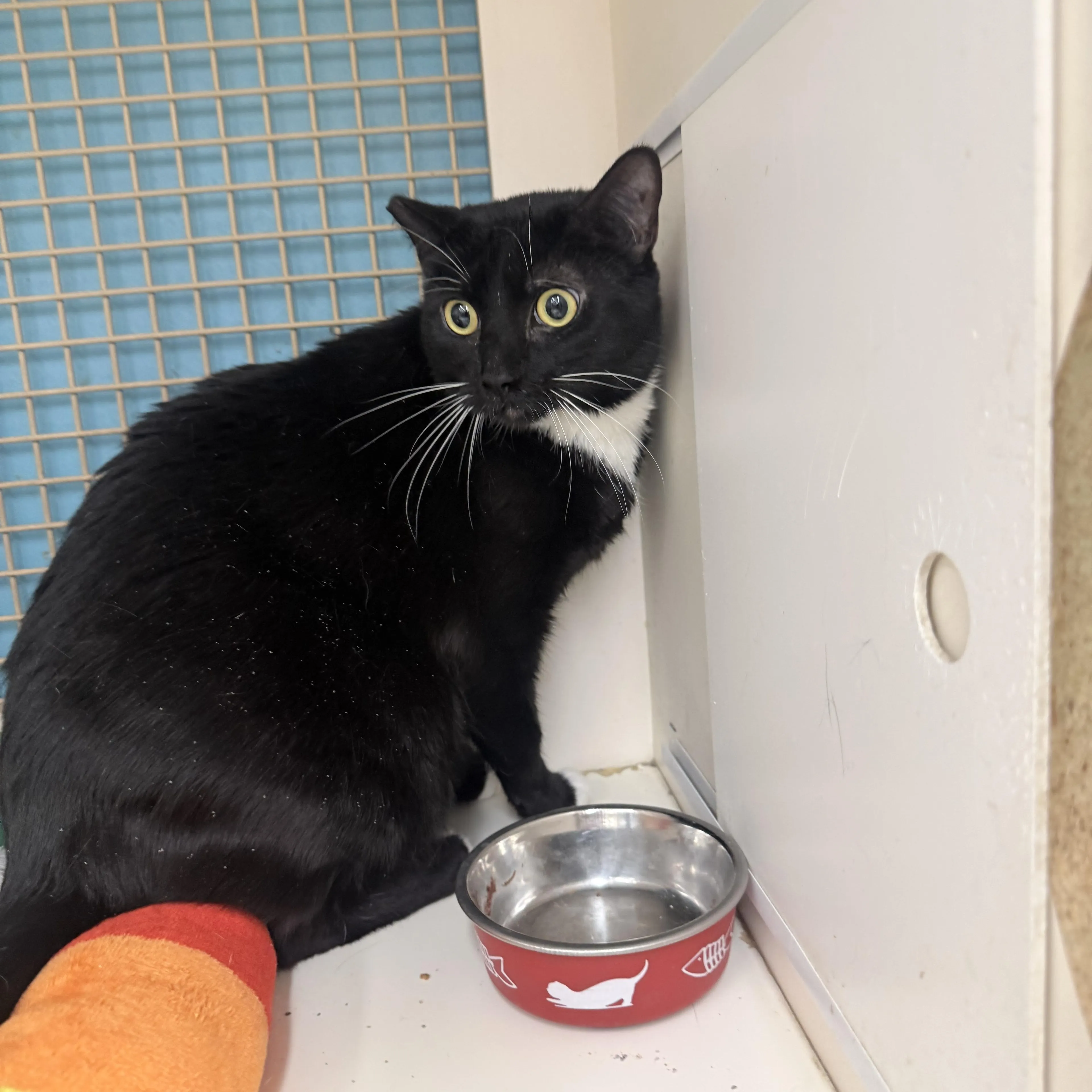 Found pet