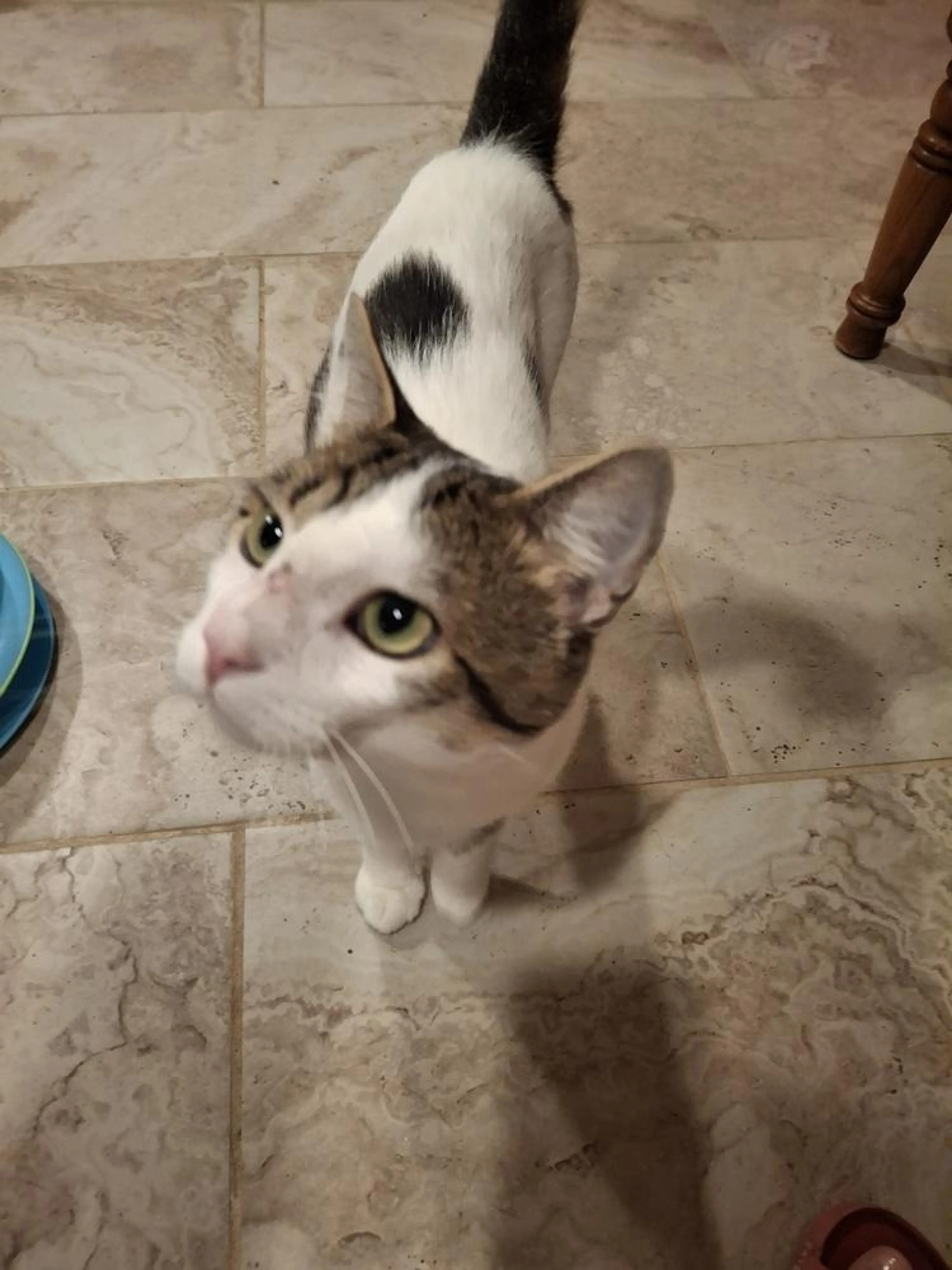 Found pet-1