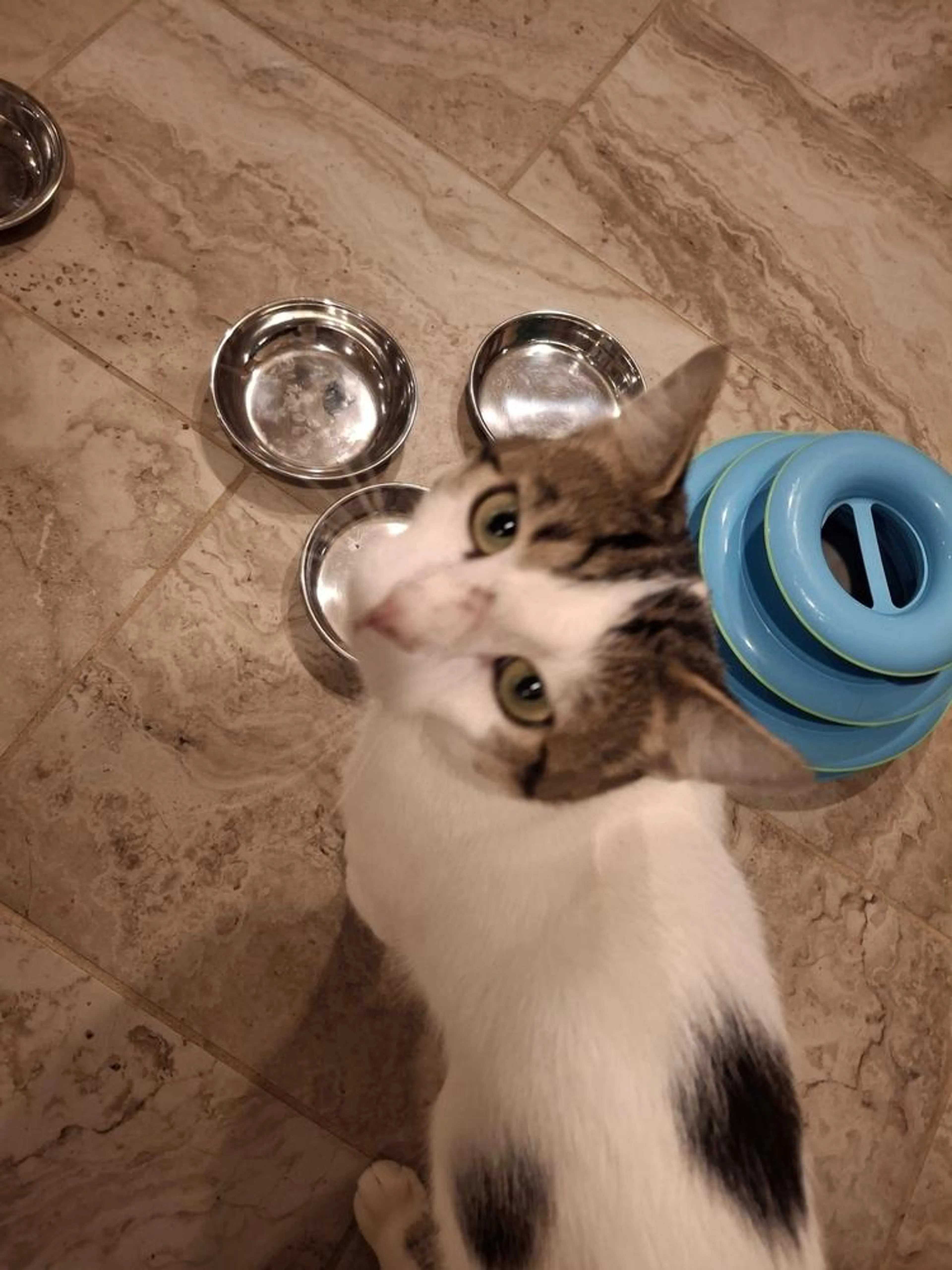 Found pet-0