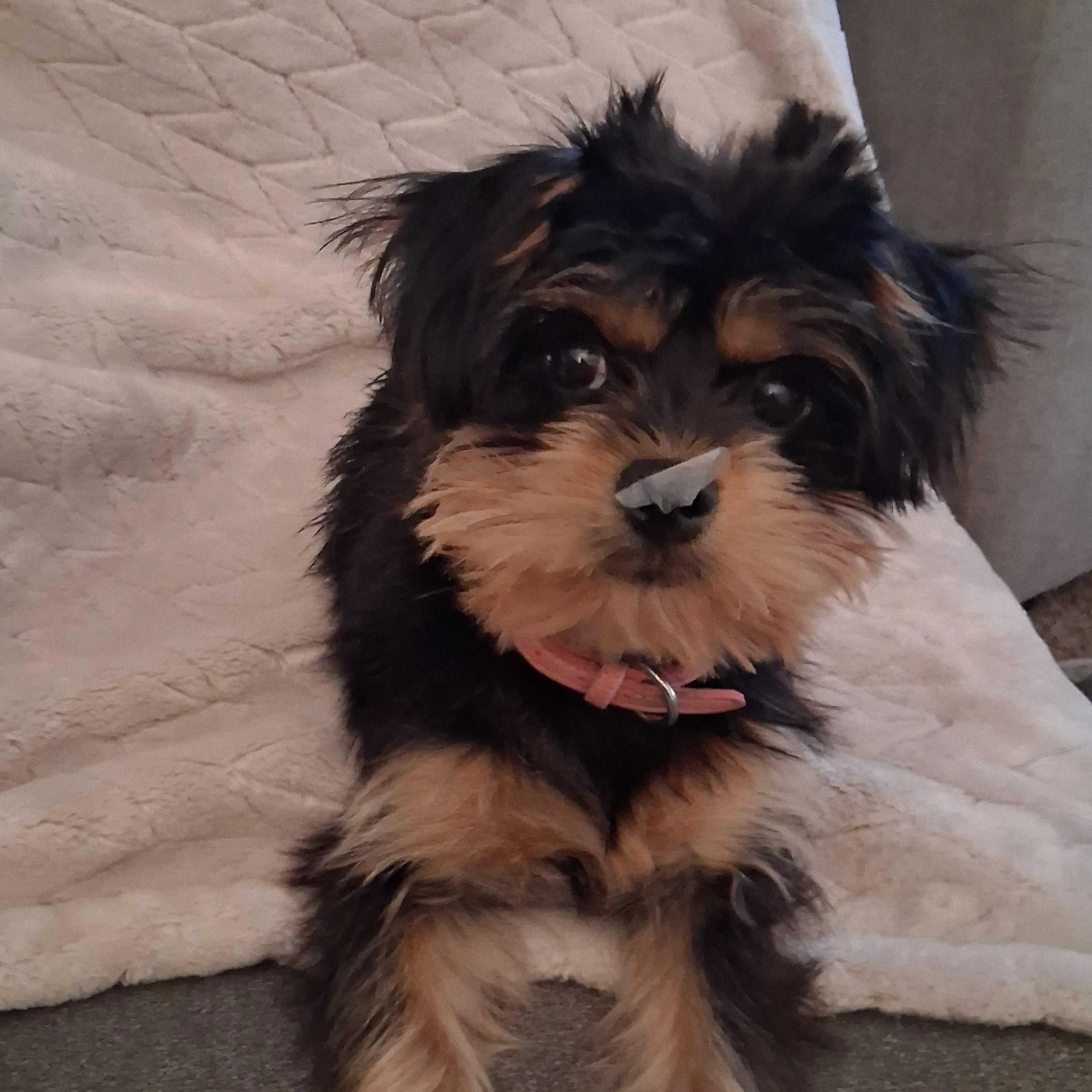 Lost pet-2