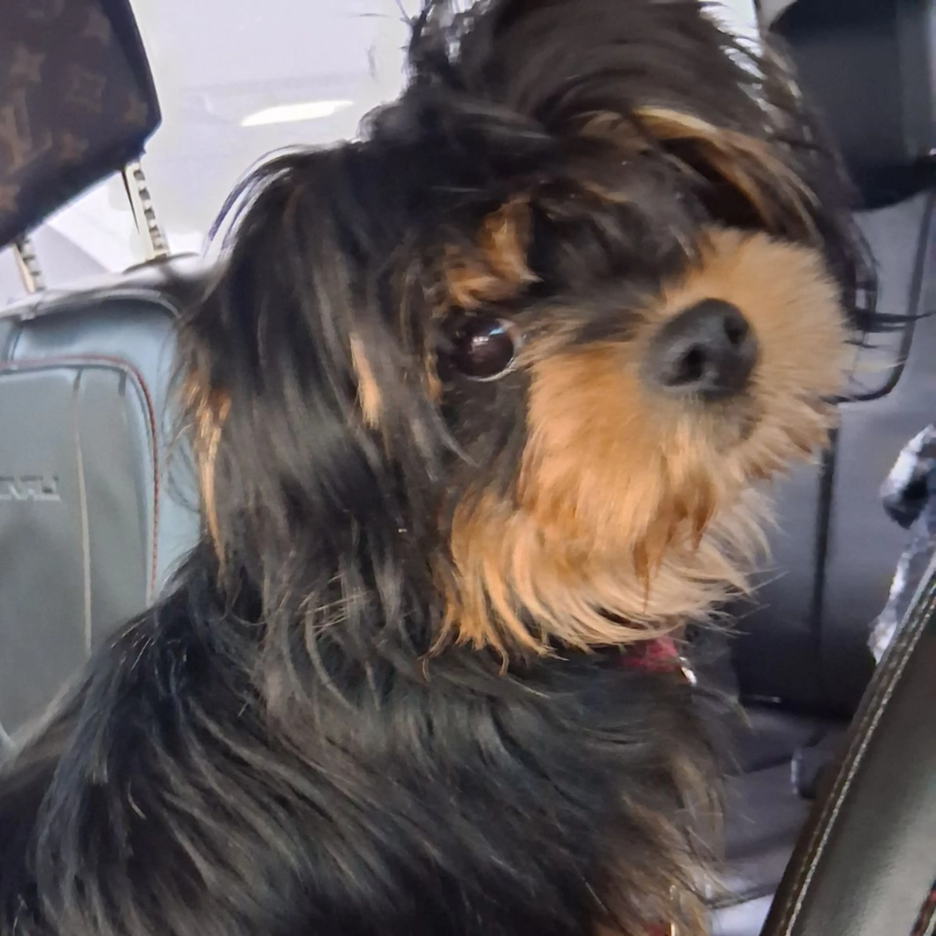 Lost pet-0