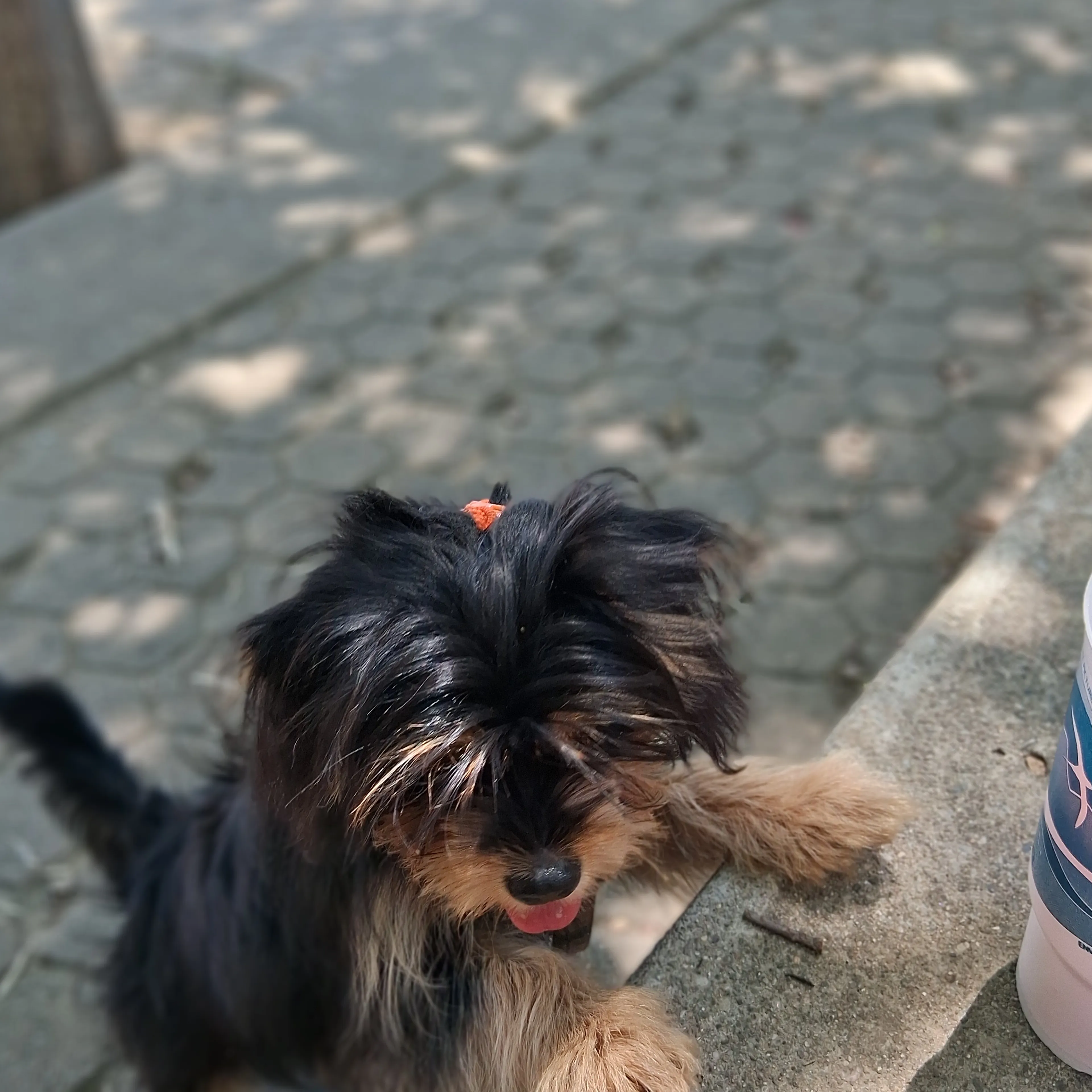 Lost pet-1