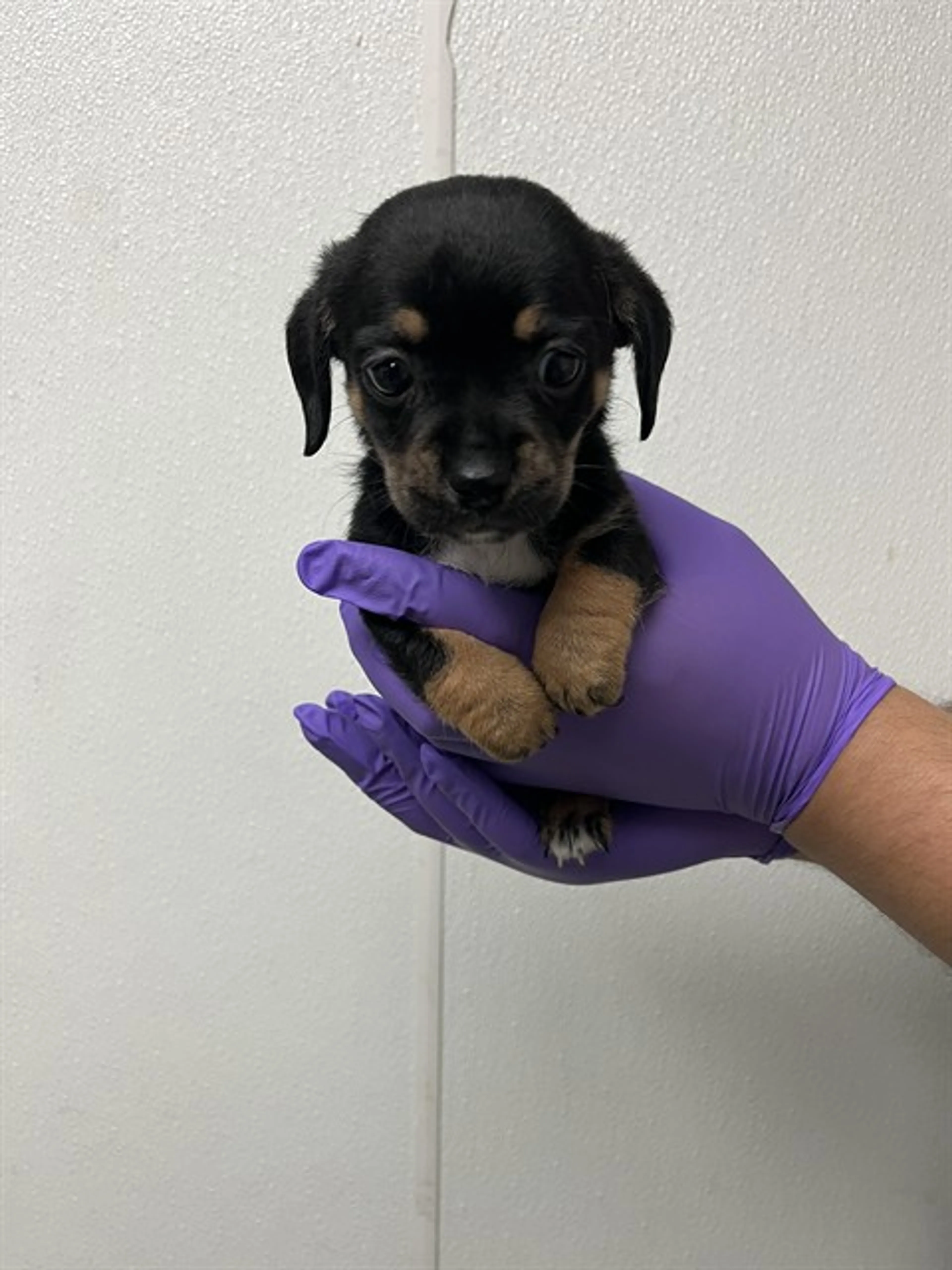 Found pet