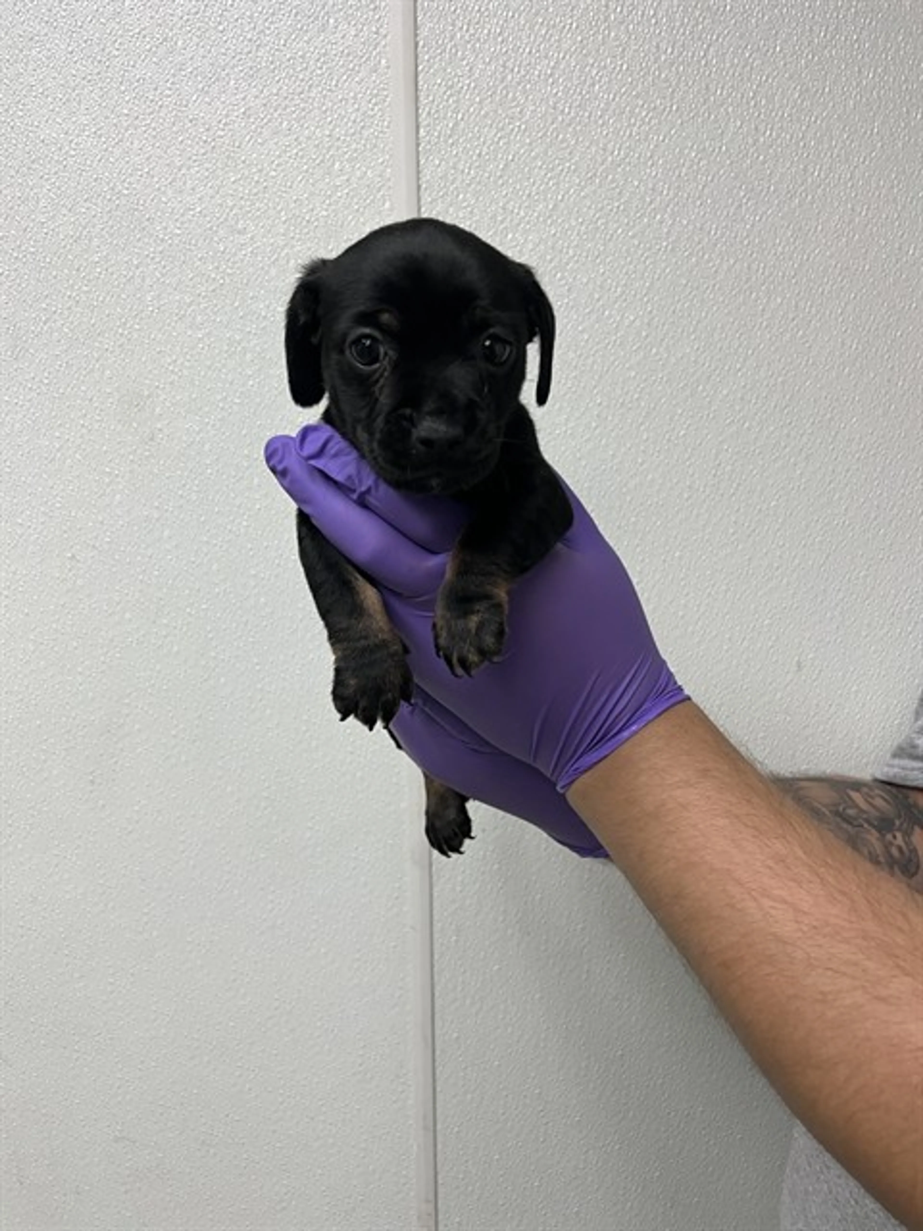 Found pet
