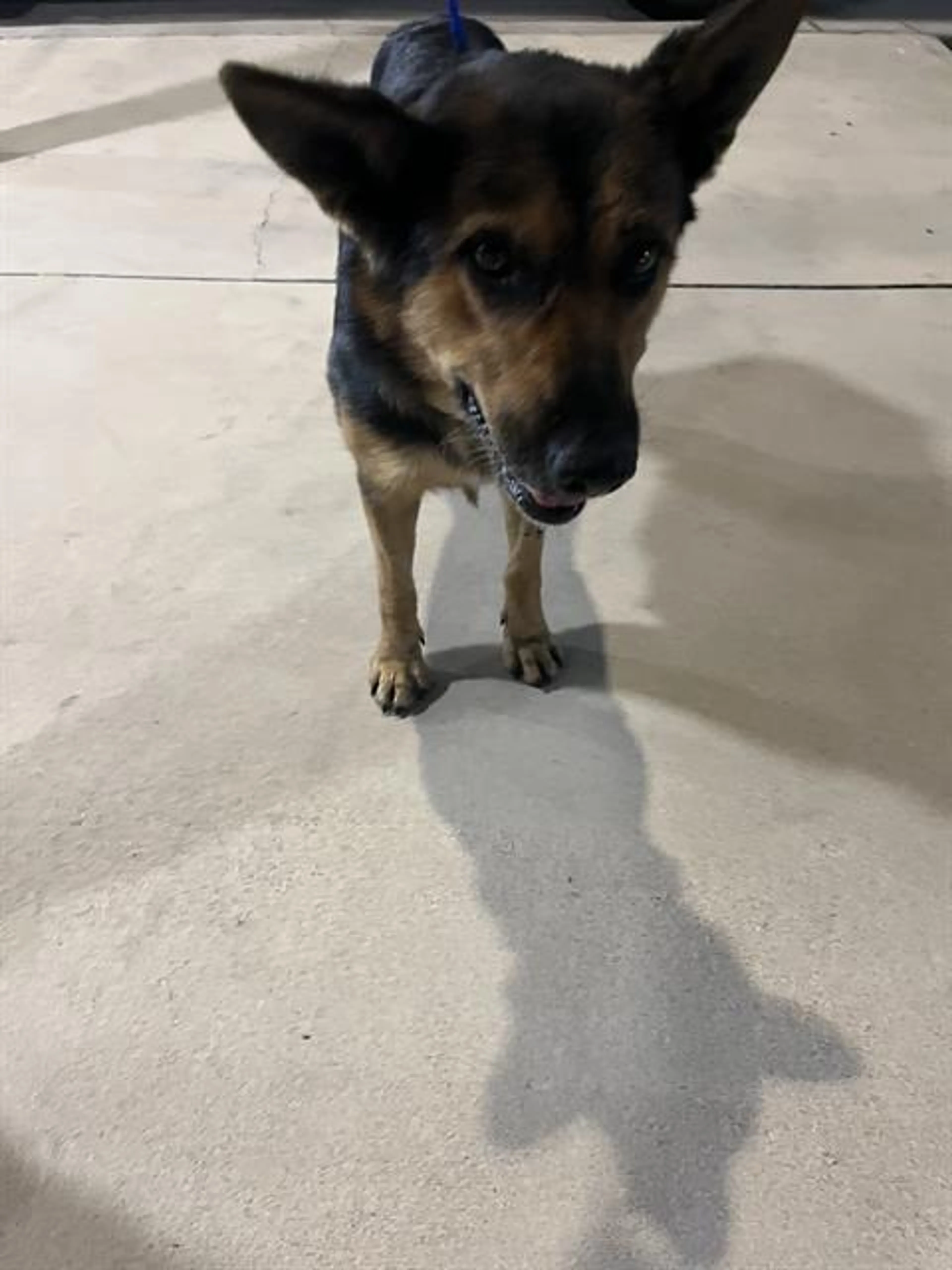 Found pet