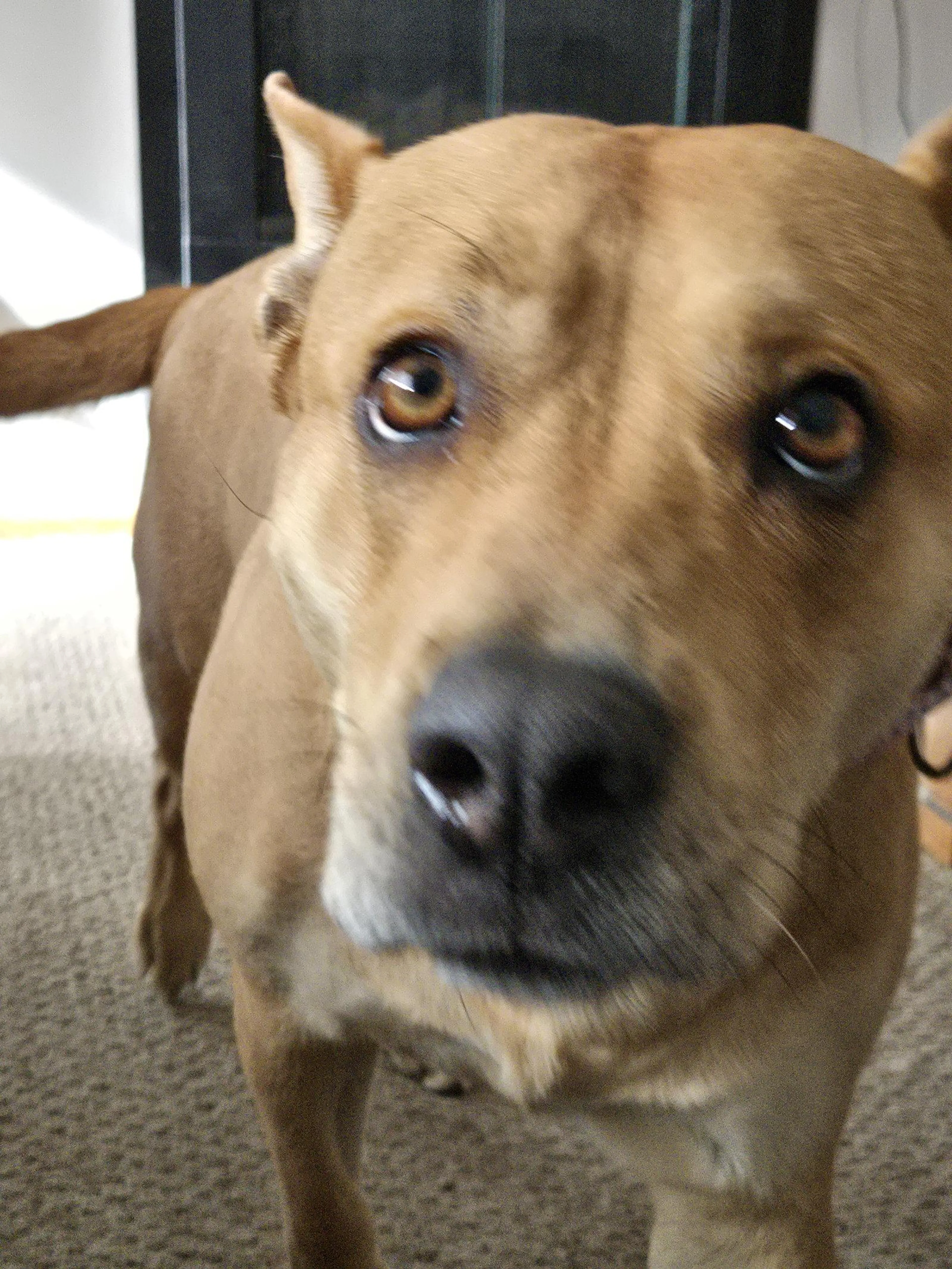 Found pet-2