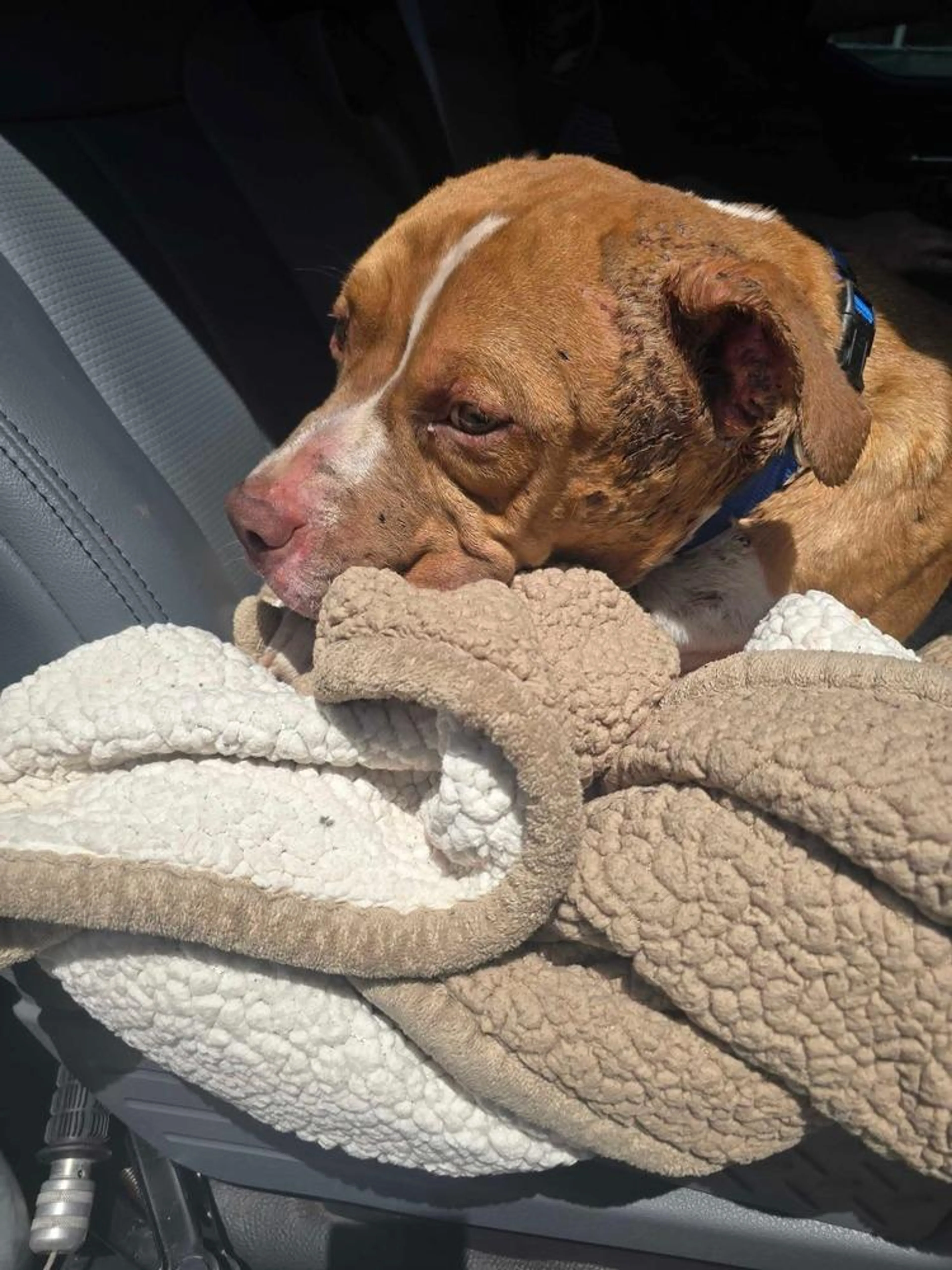 Found pet-4