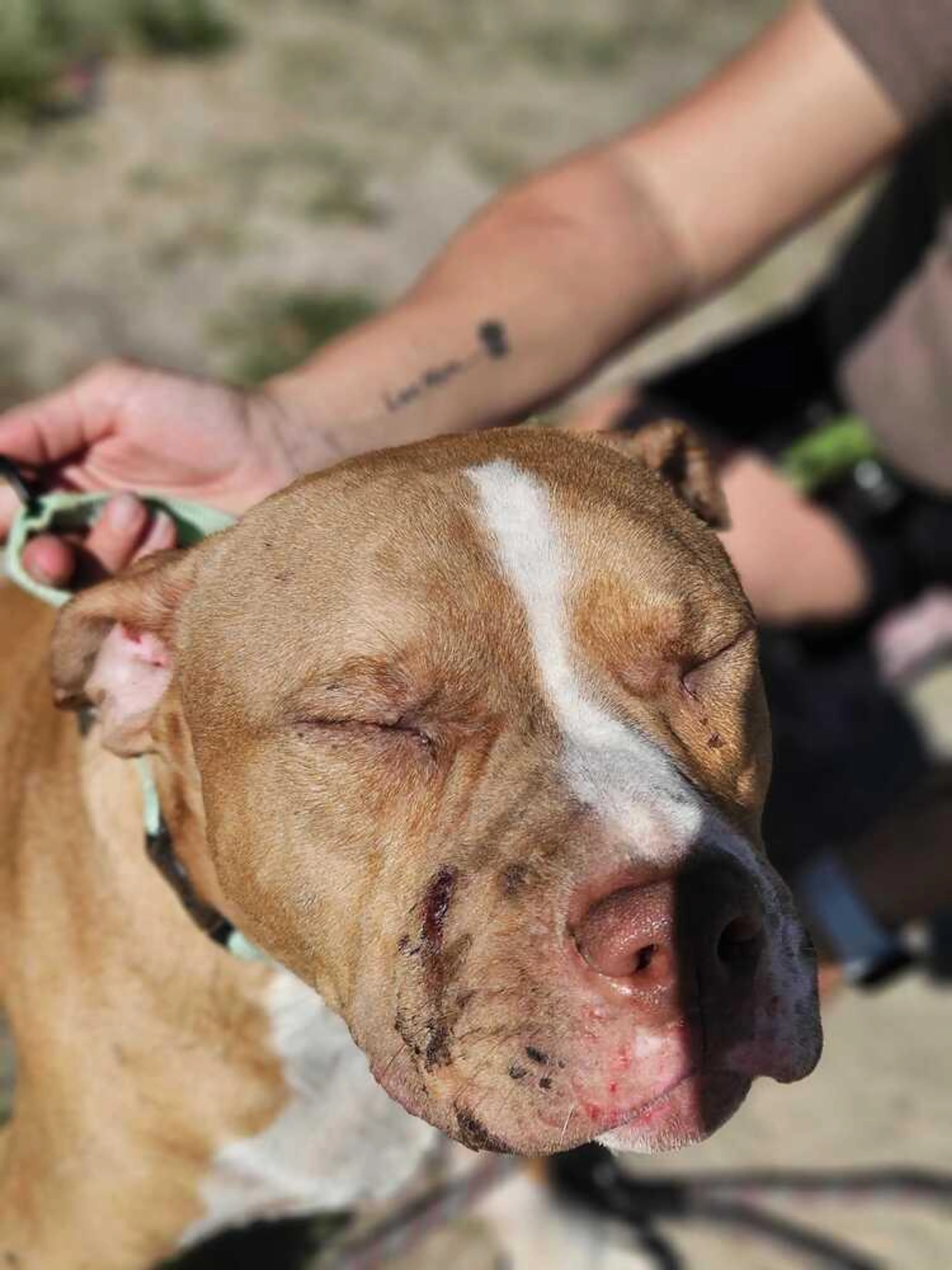 Found pet-2