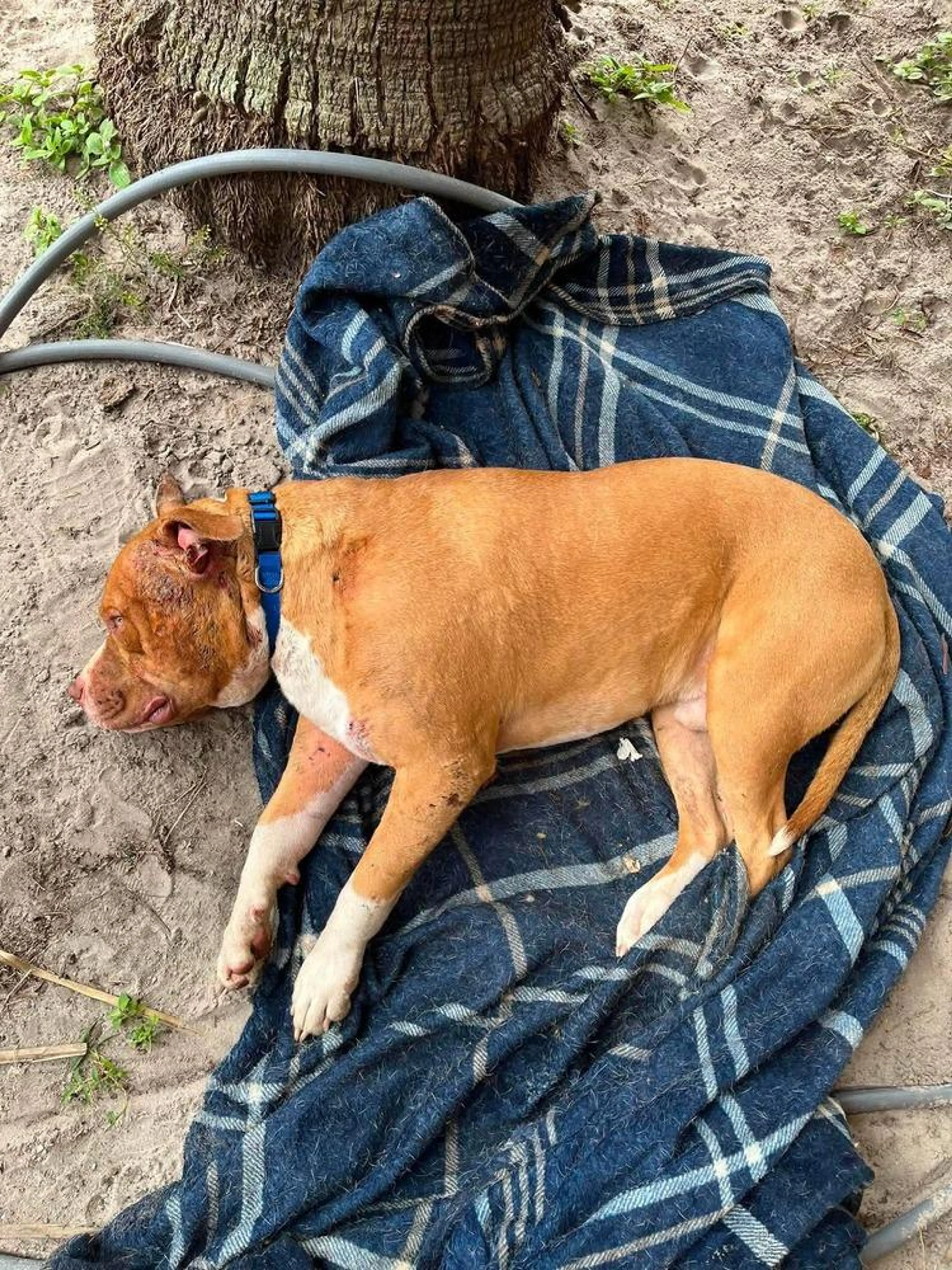 Found pet-0