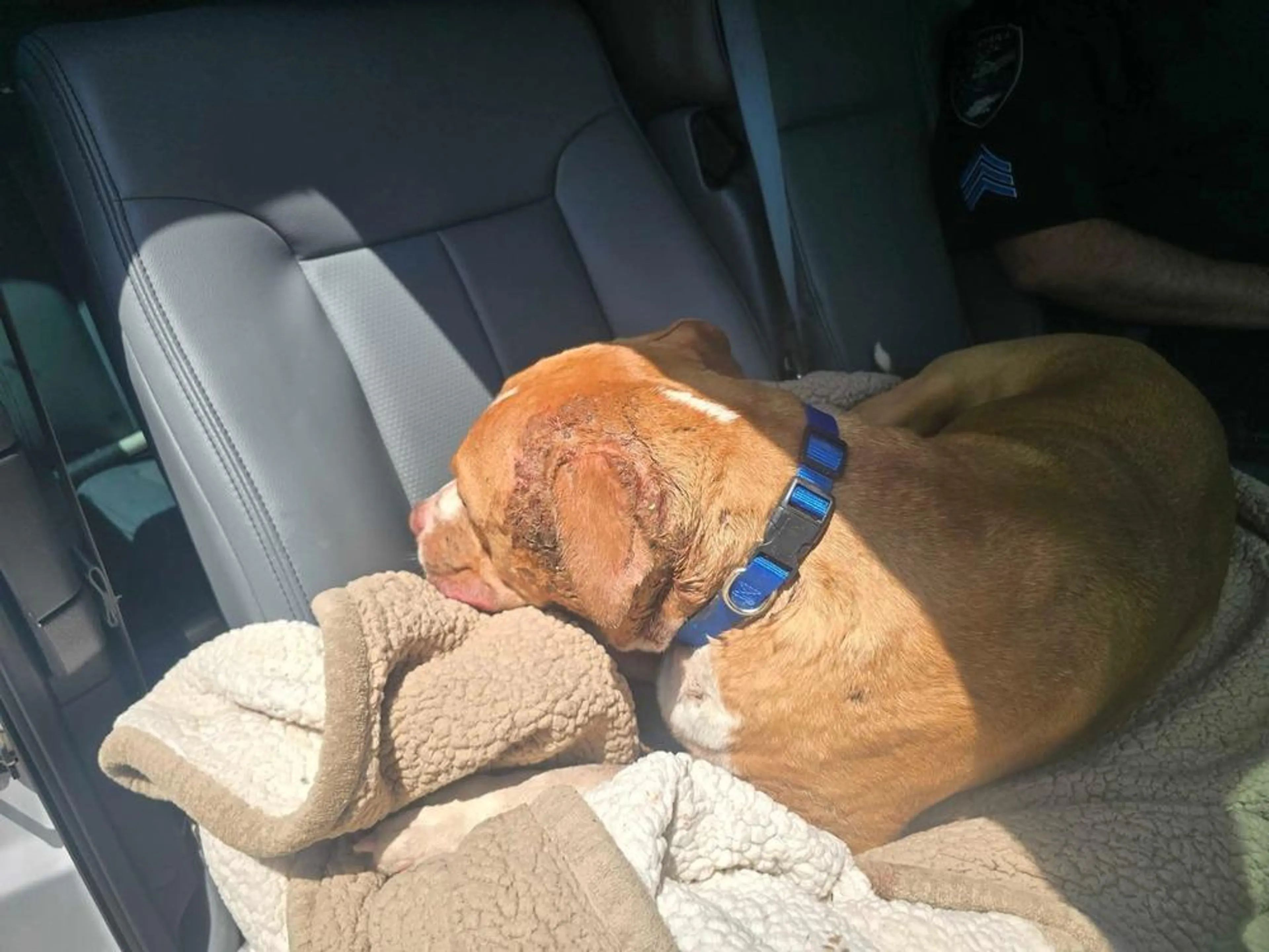 Found pet-3