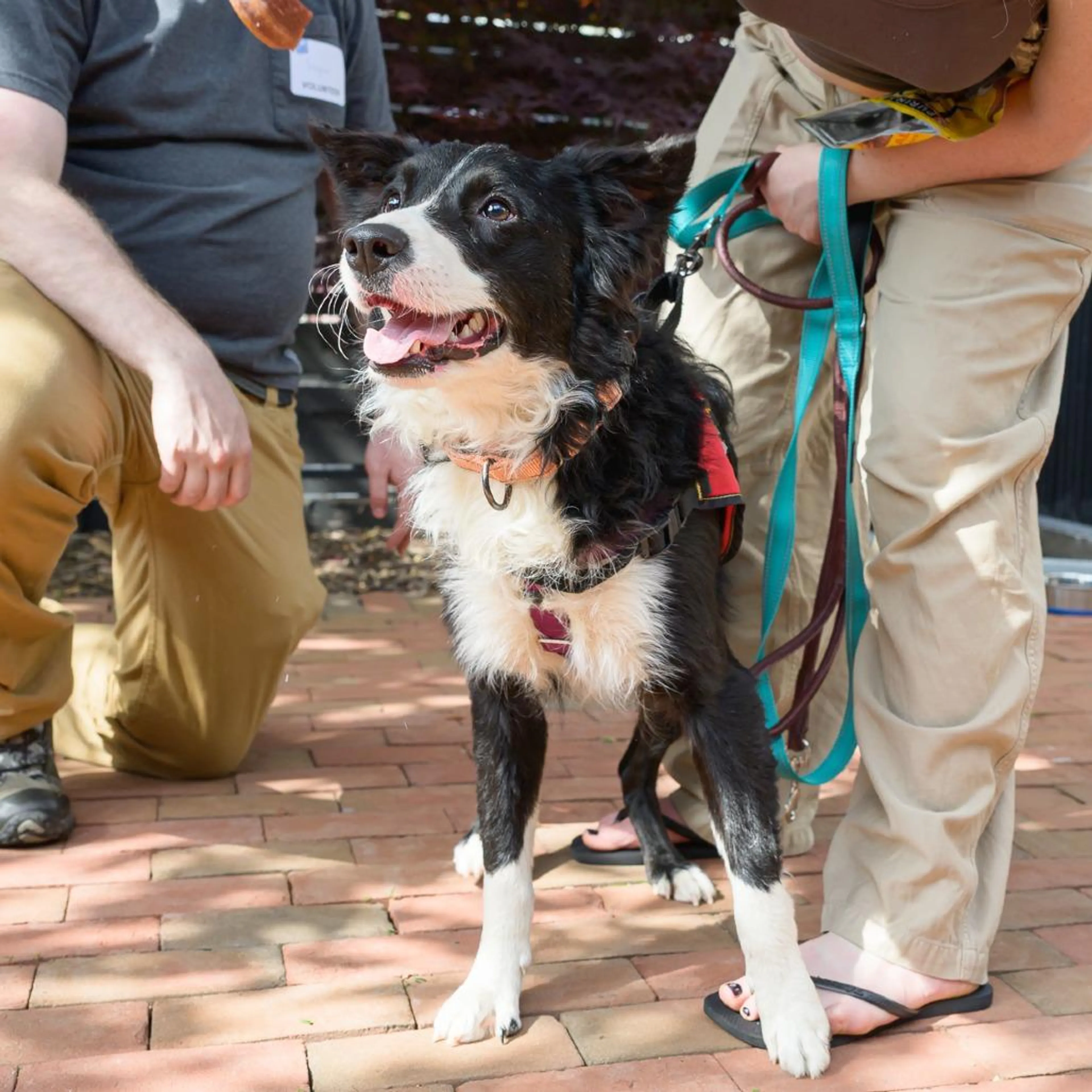 Found pet-4