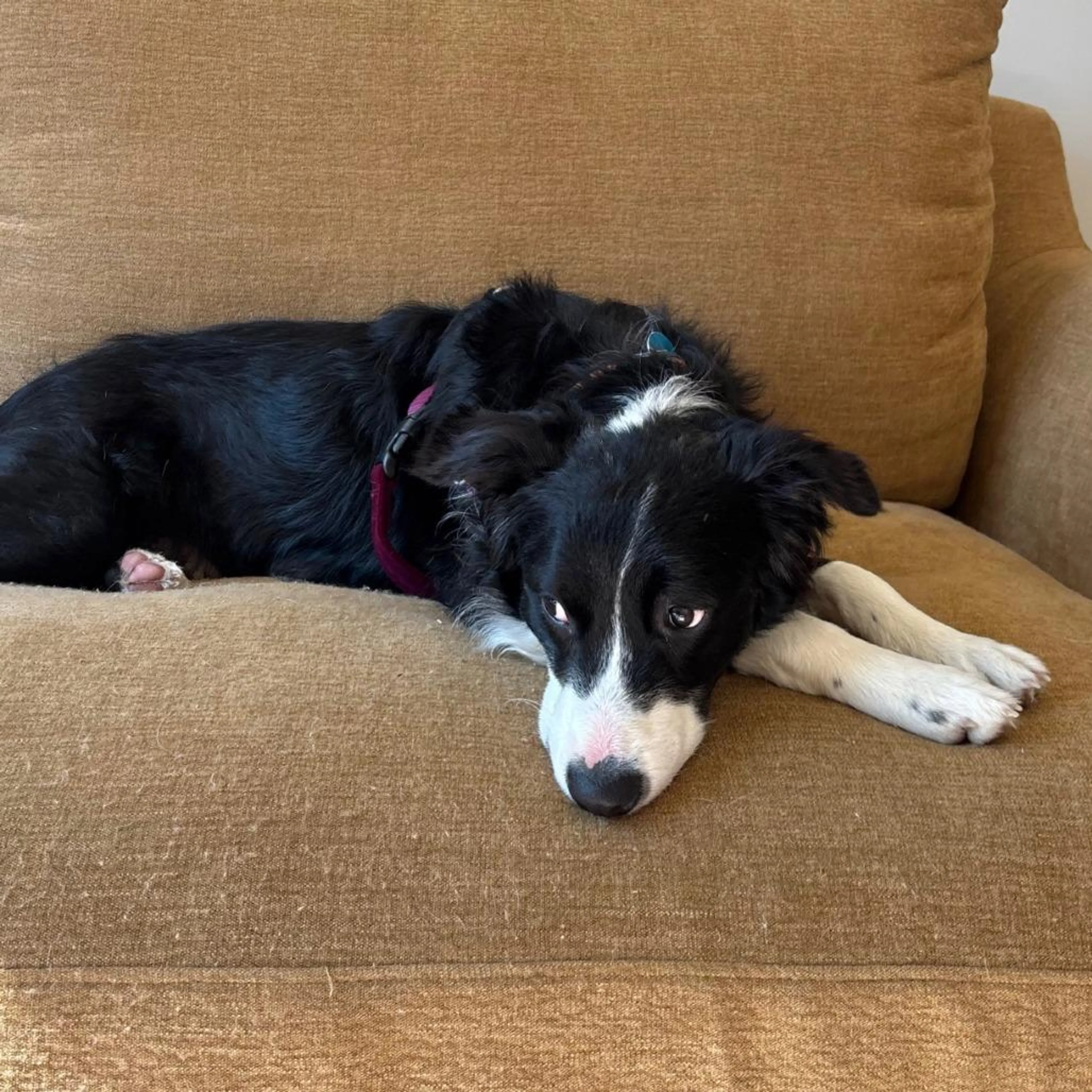 Found pet-2