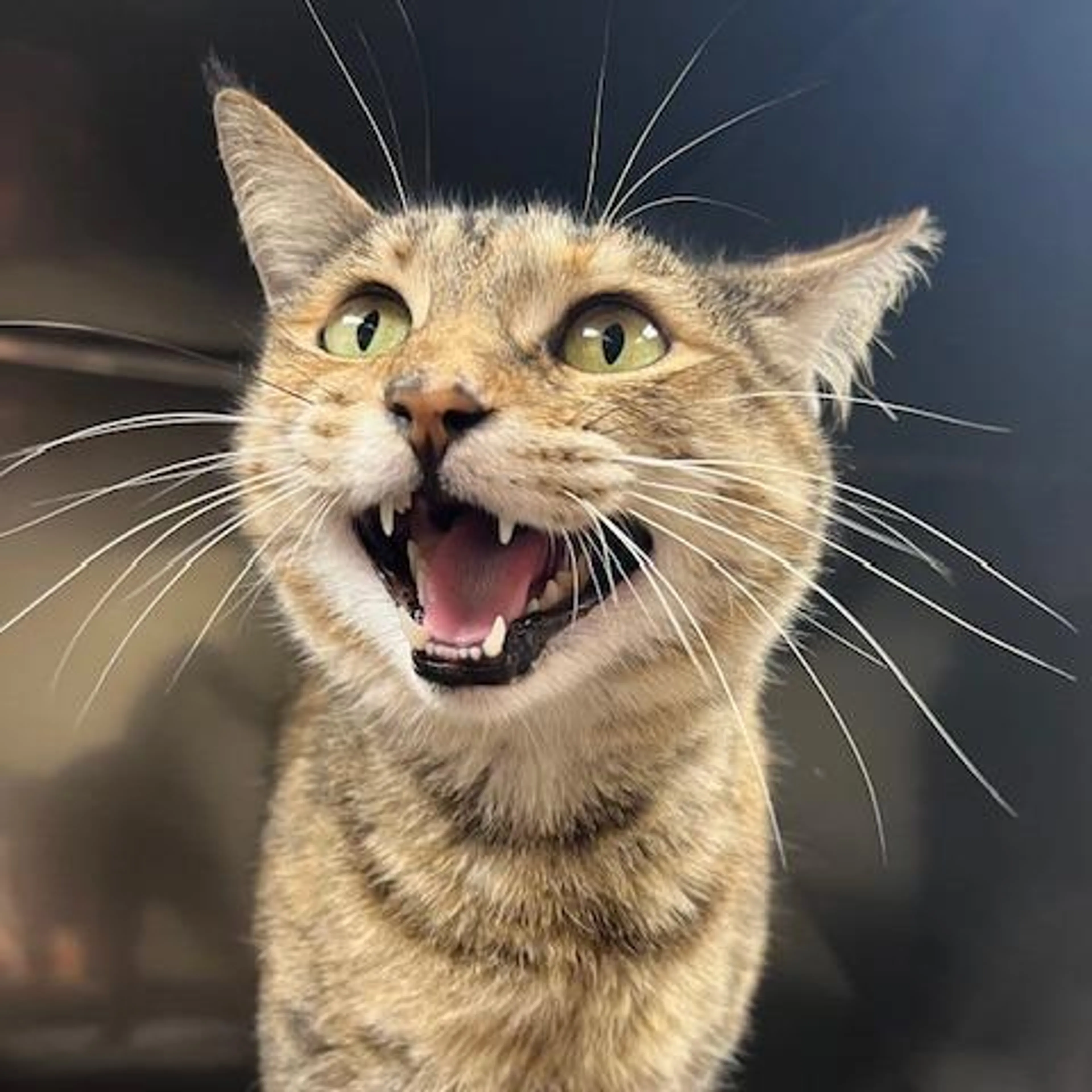 Found pet-1