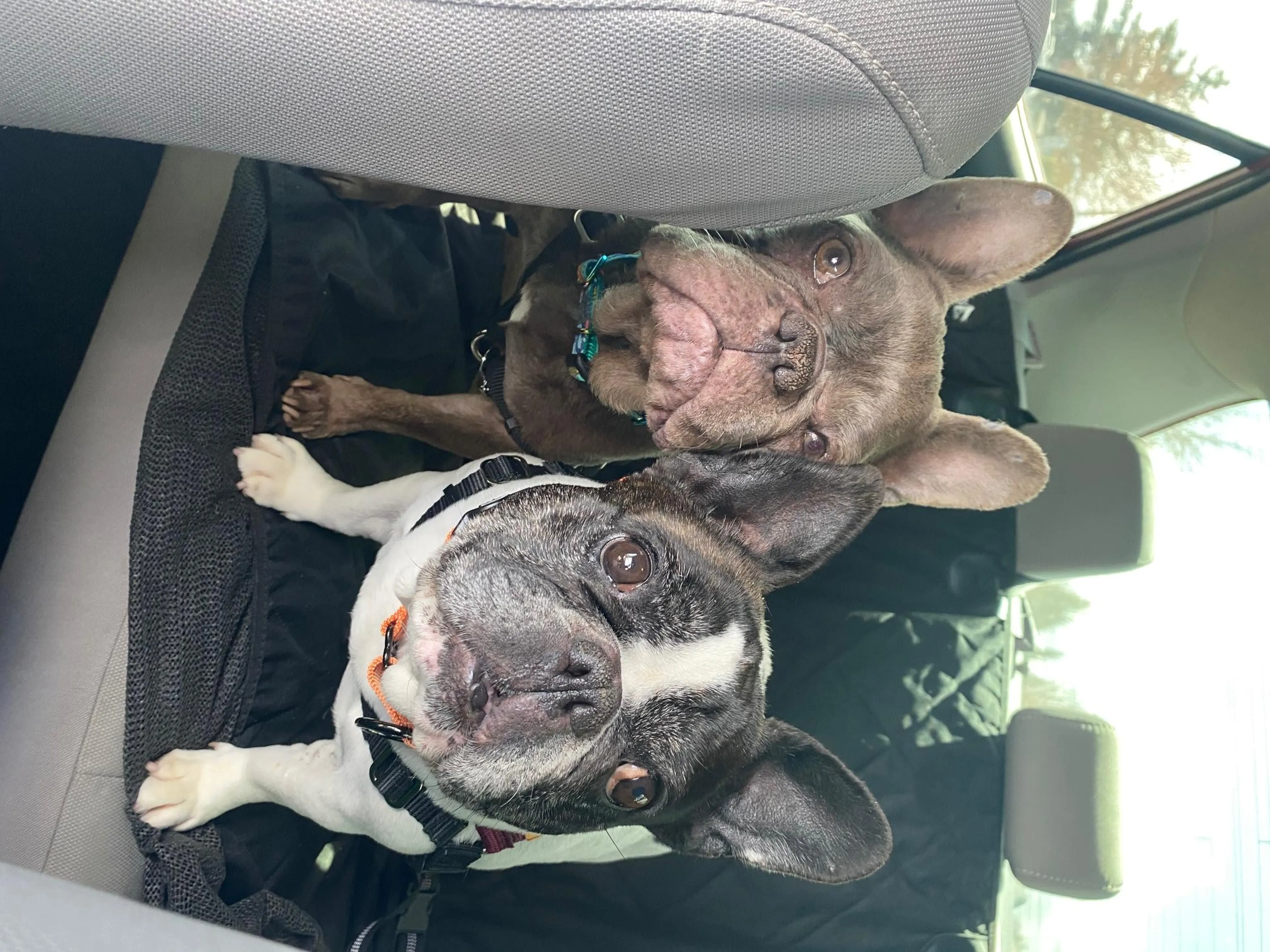 Found pet-2