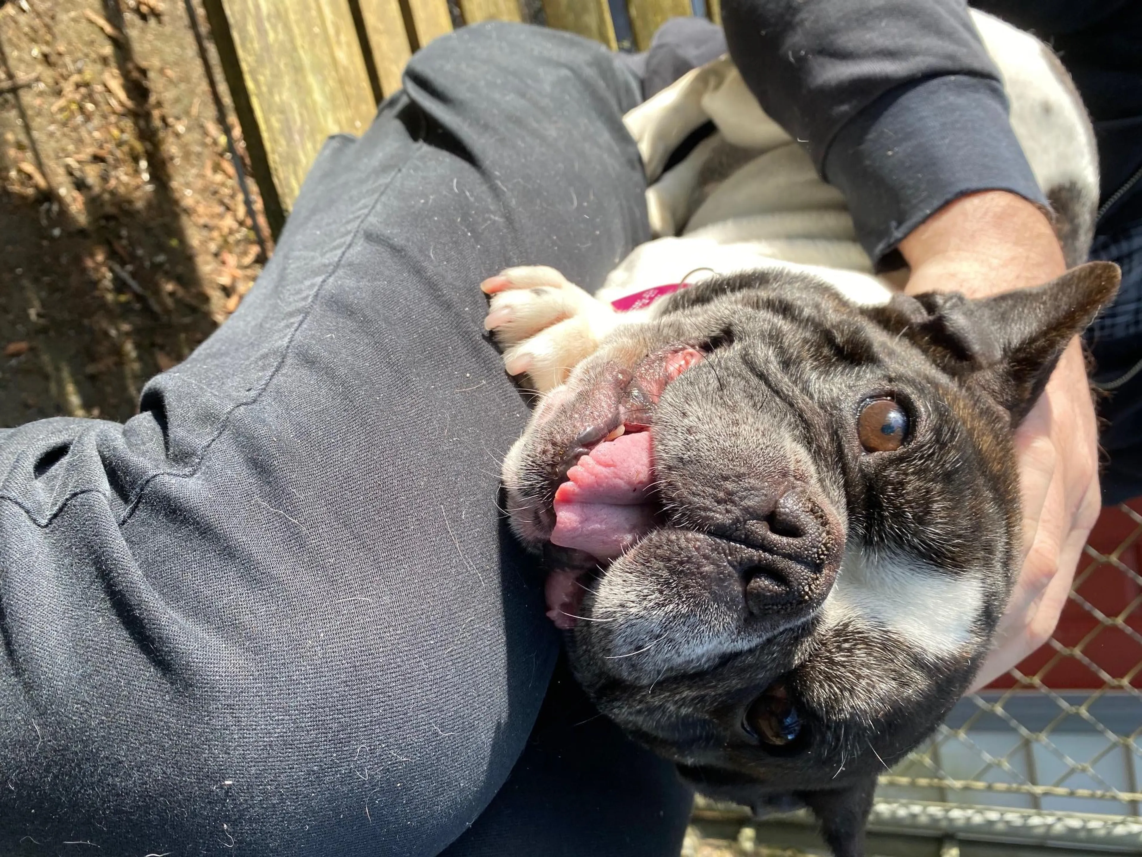 Found pet-1