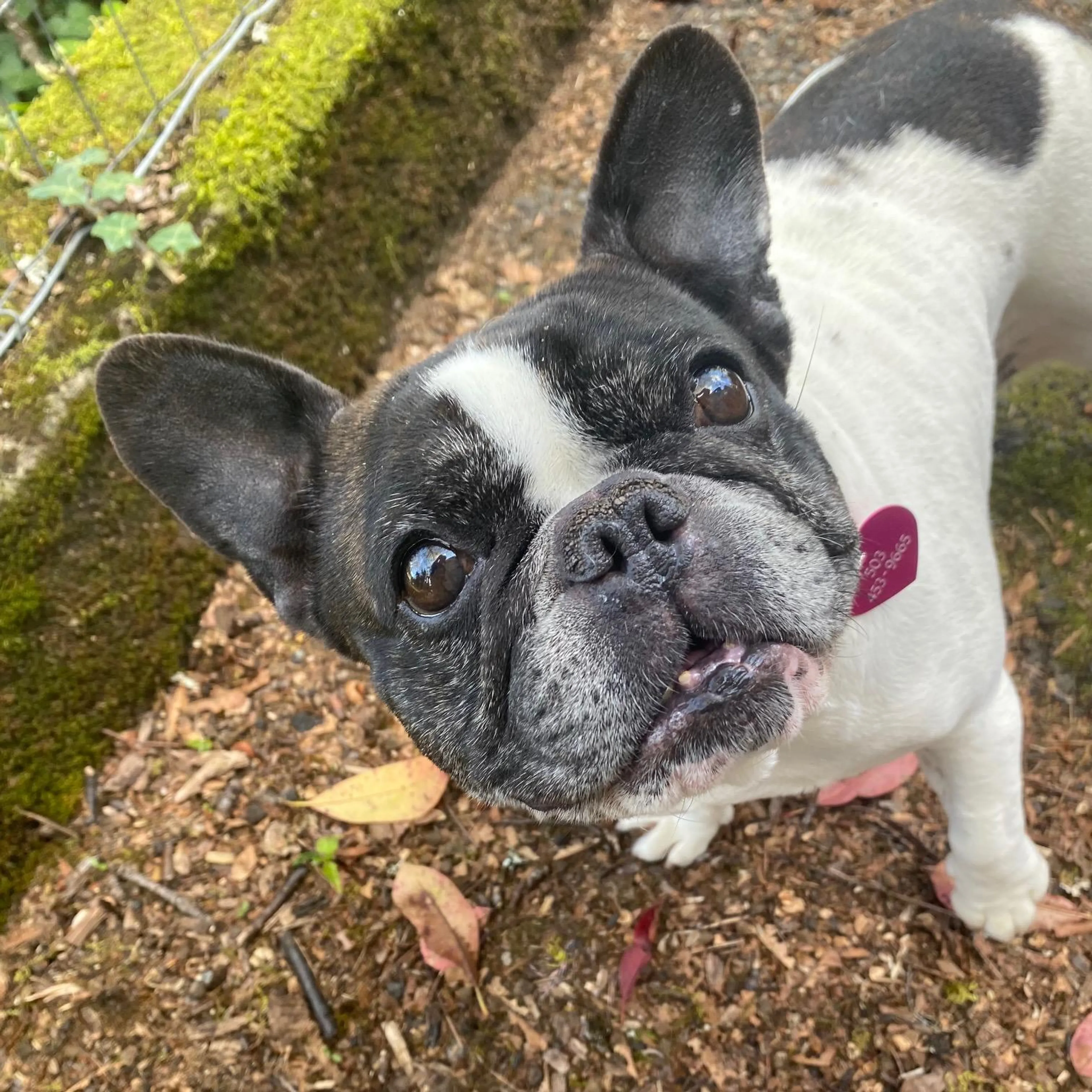 Found pet-4